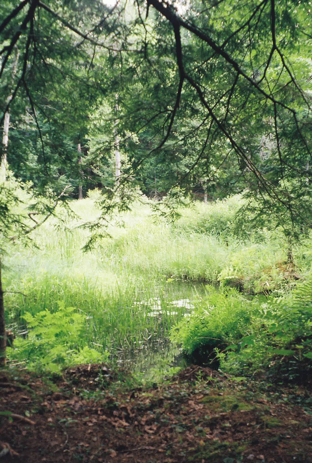 Owl's Nest