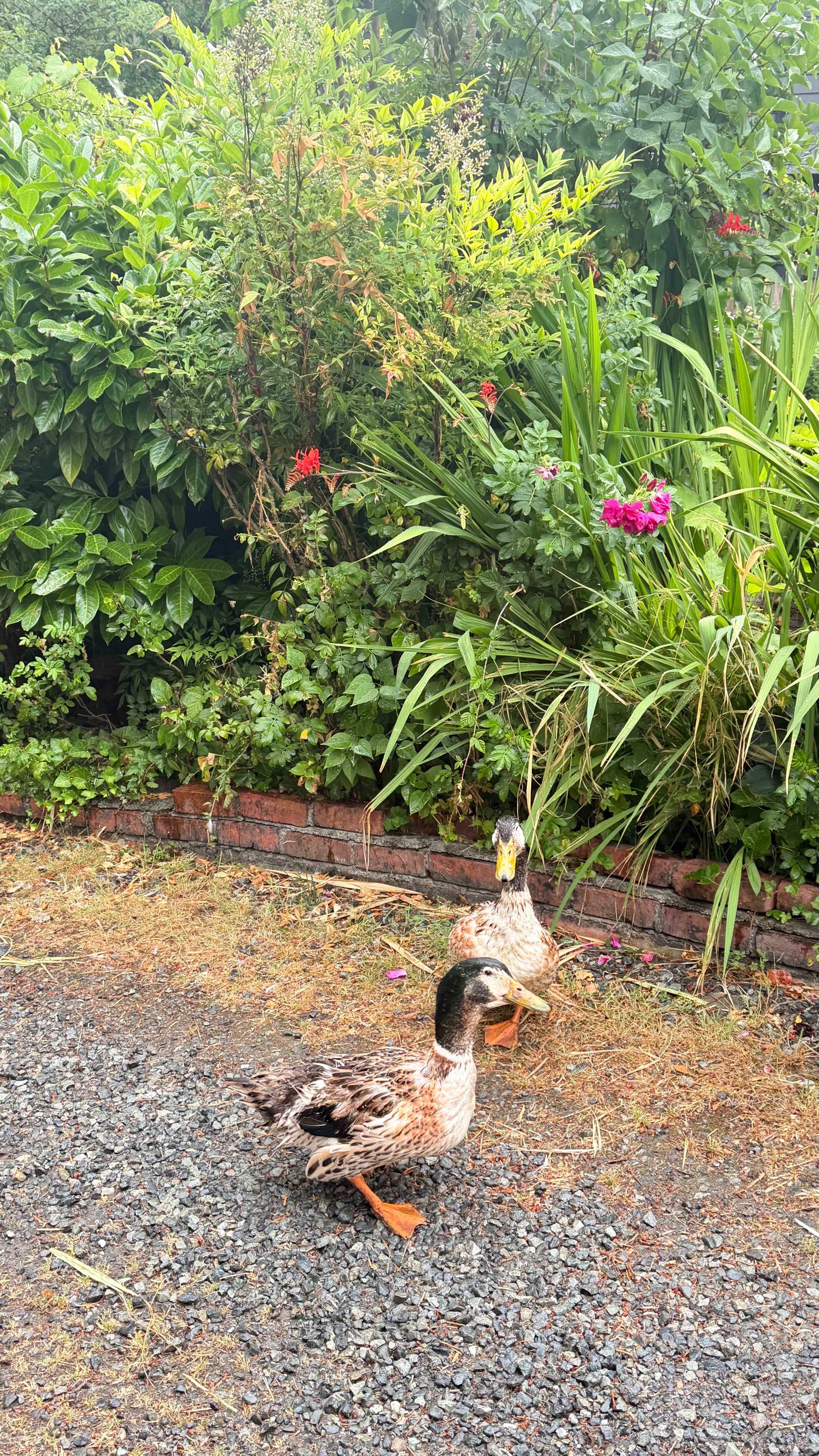 Terravita Brentwood Bay
