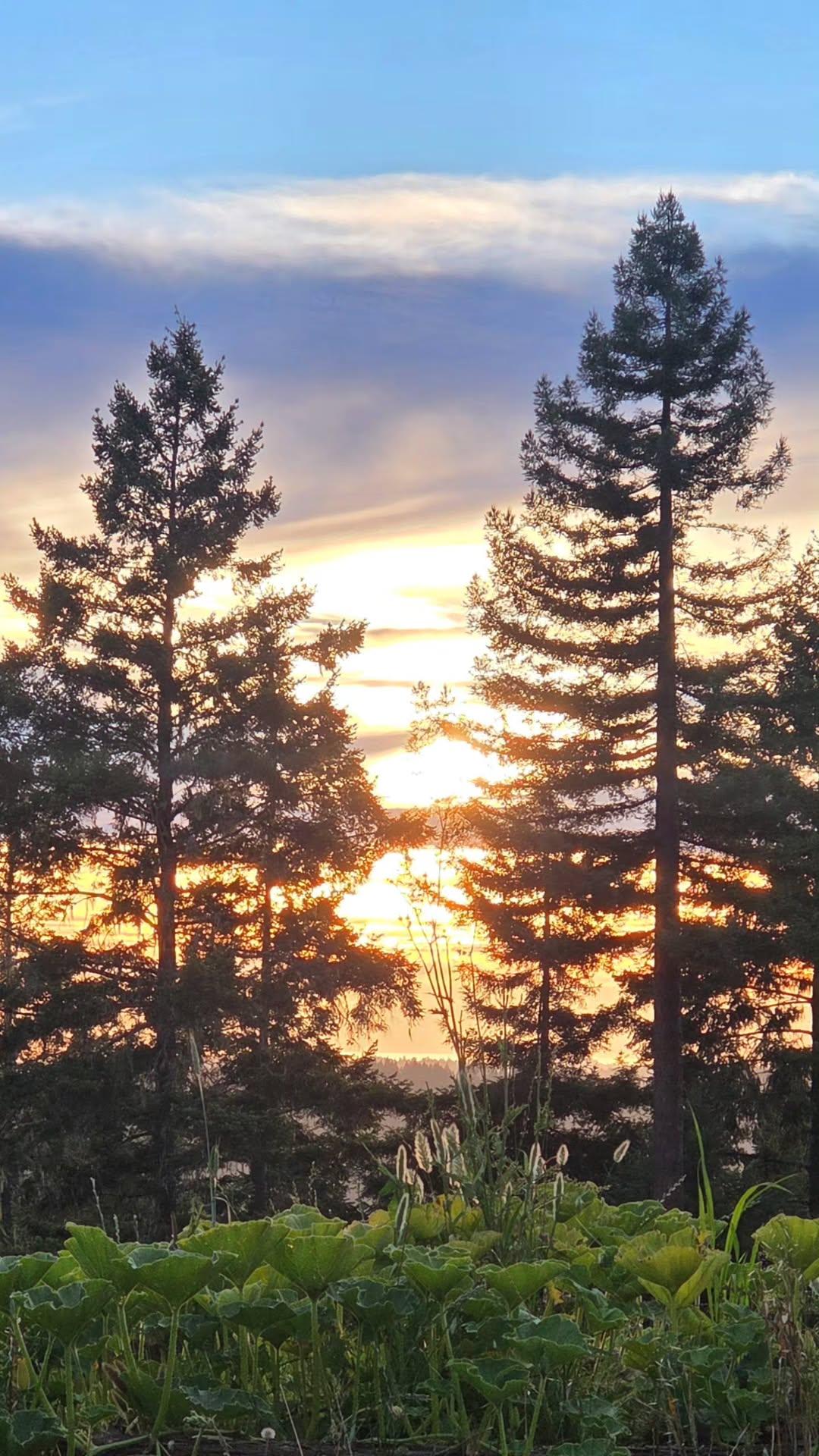 Sunset at Cosmo's in Comptche