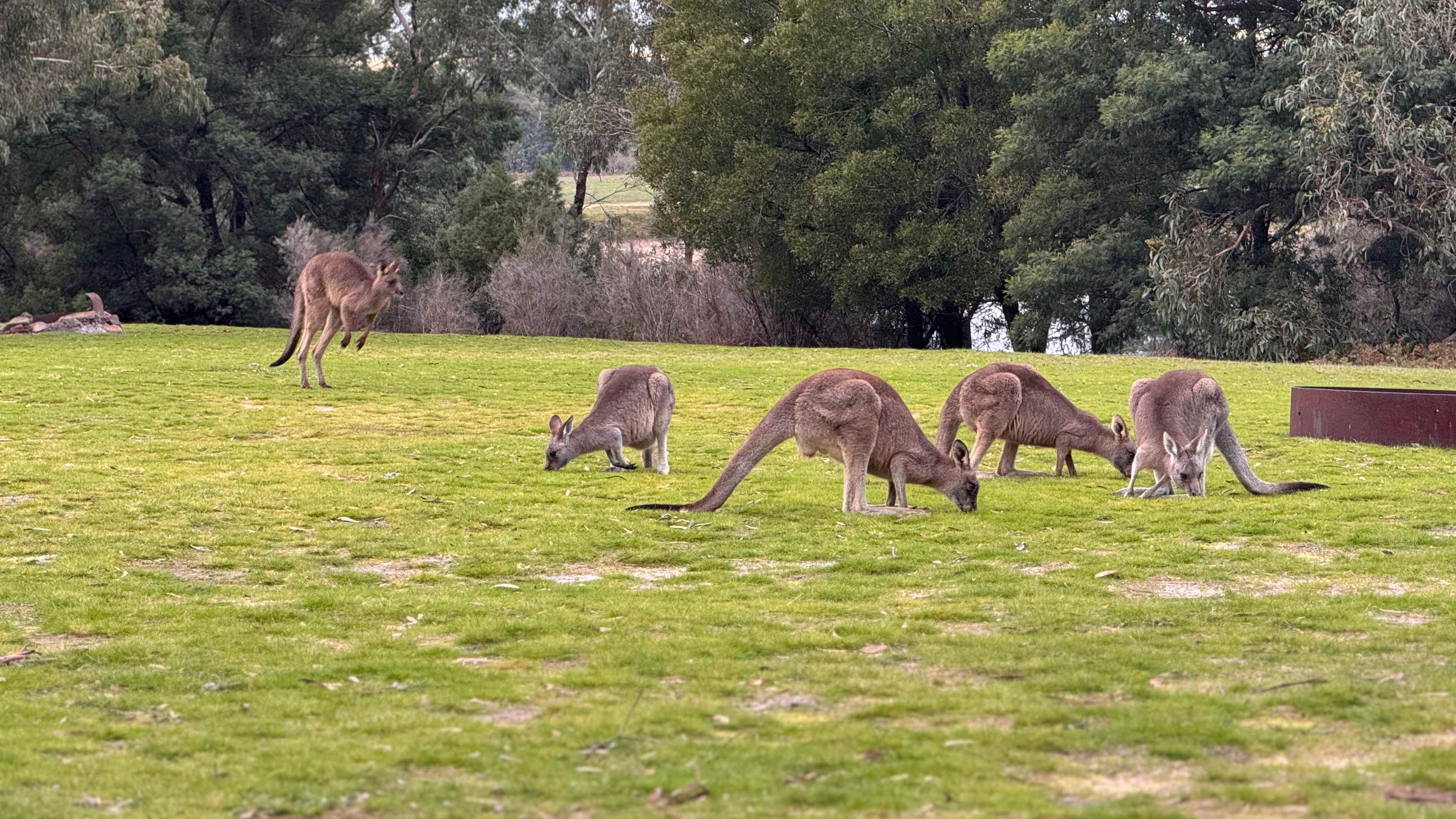 Grampians Old Man Emu Stay