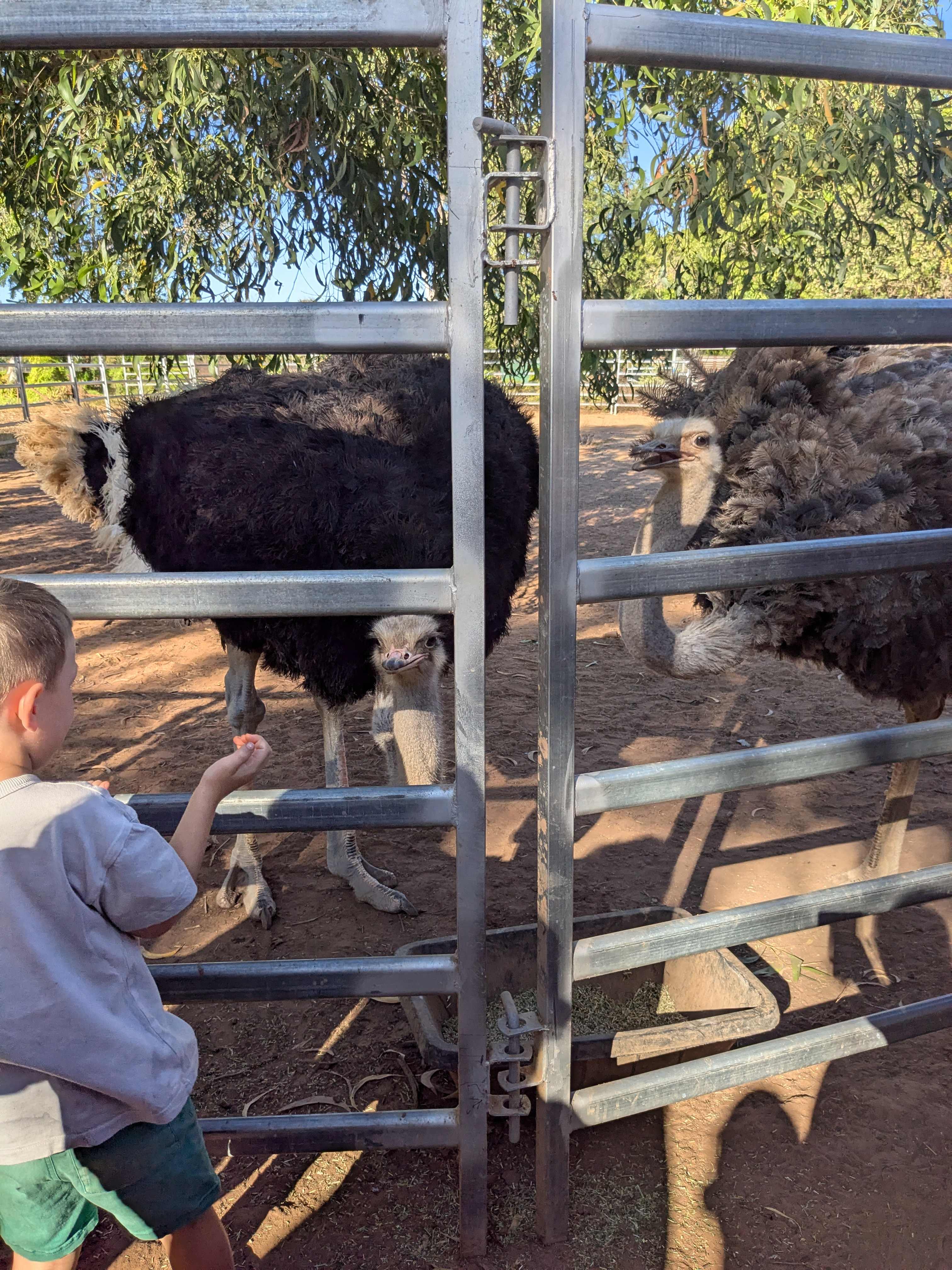 Katherine Farmstay