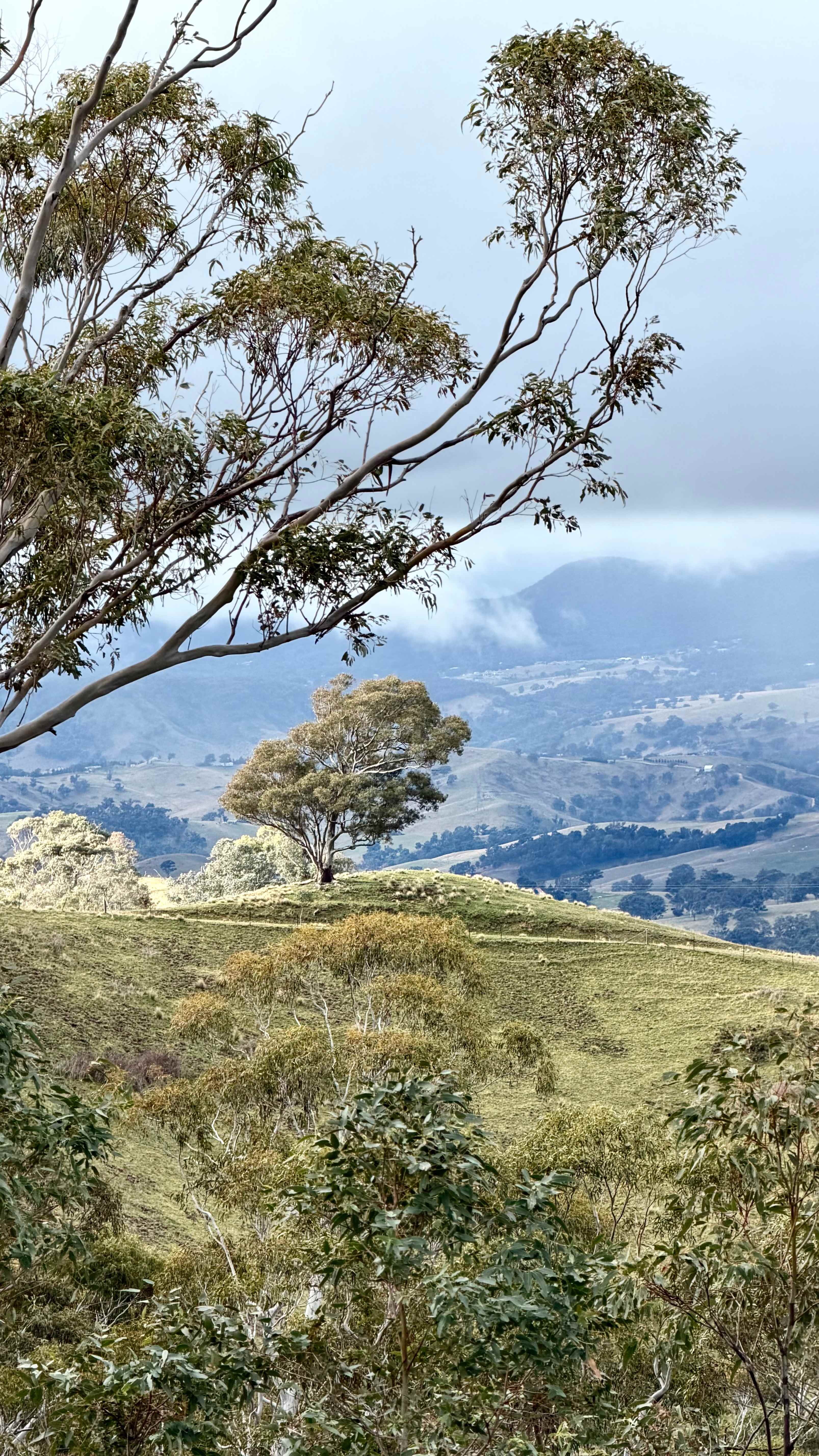 Aurora-Exclusive Blue Mountains