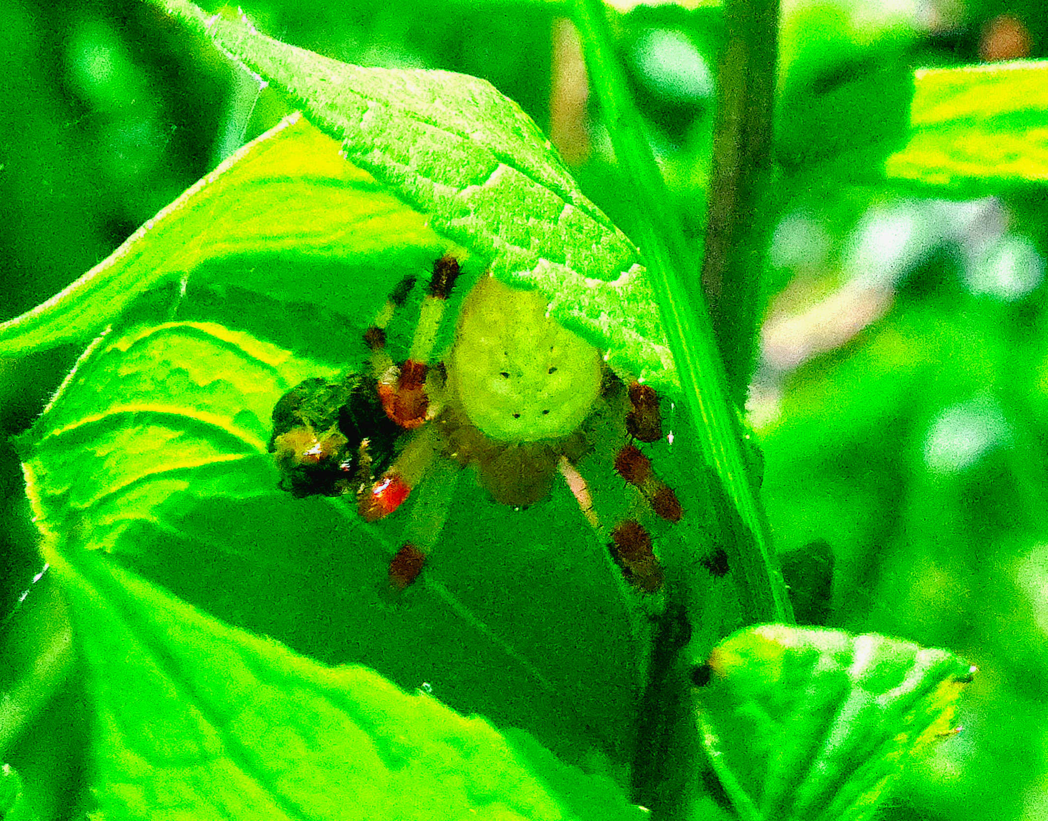 Cool spider we got to watch for about an hour lol.