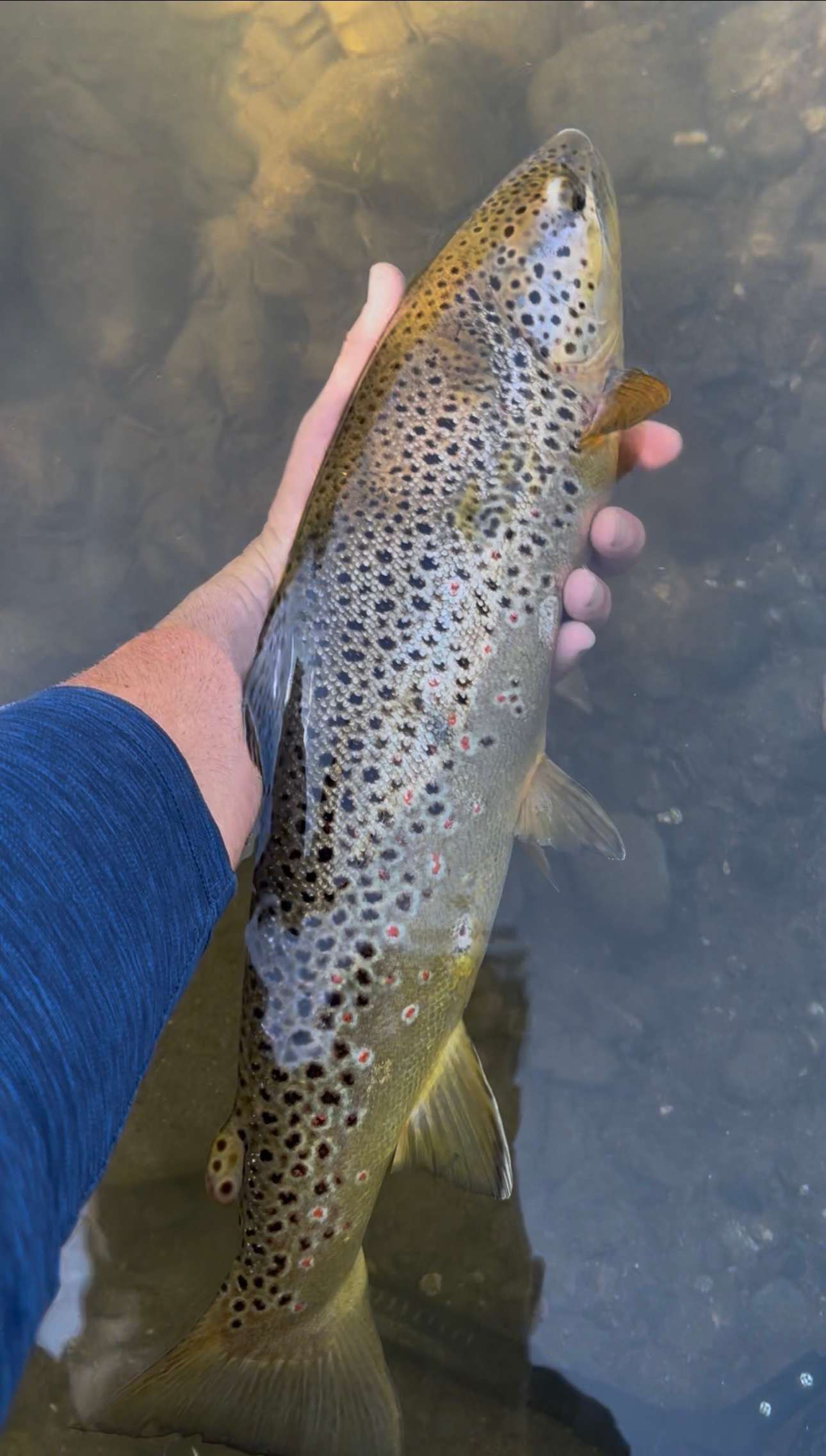 Beautiful Brown Trout