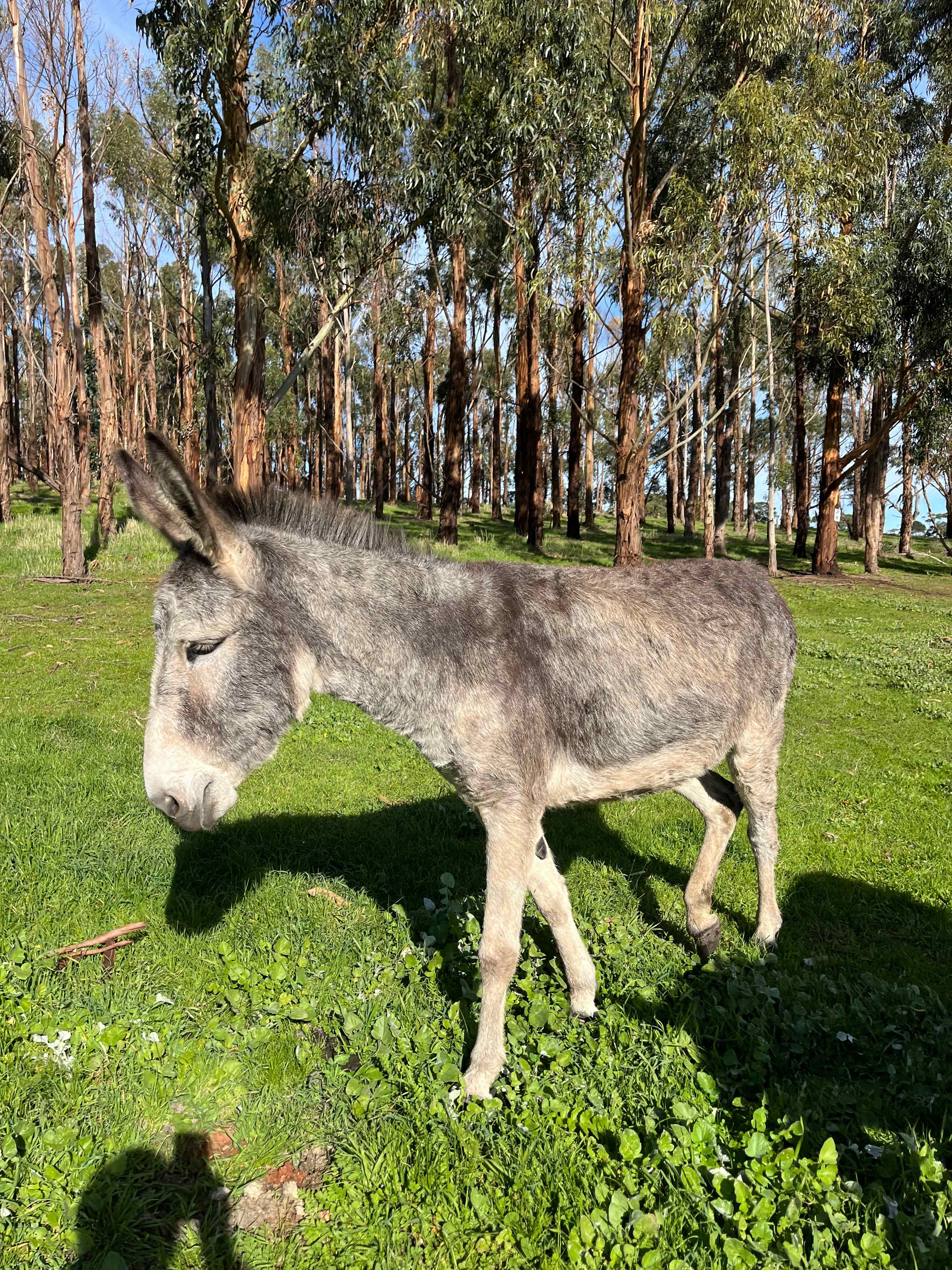 Koala Coast Retreat Farm