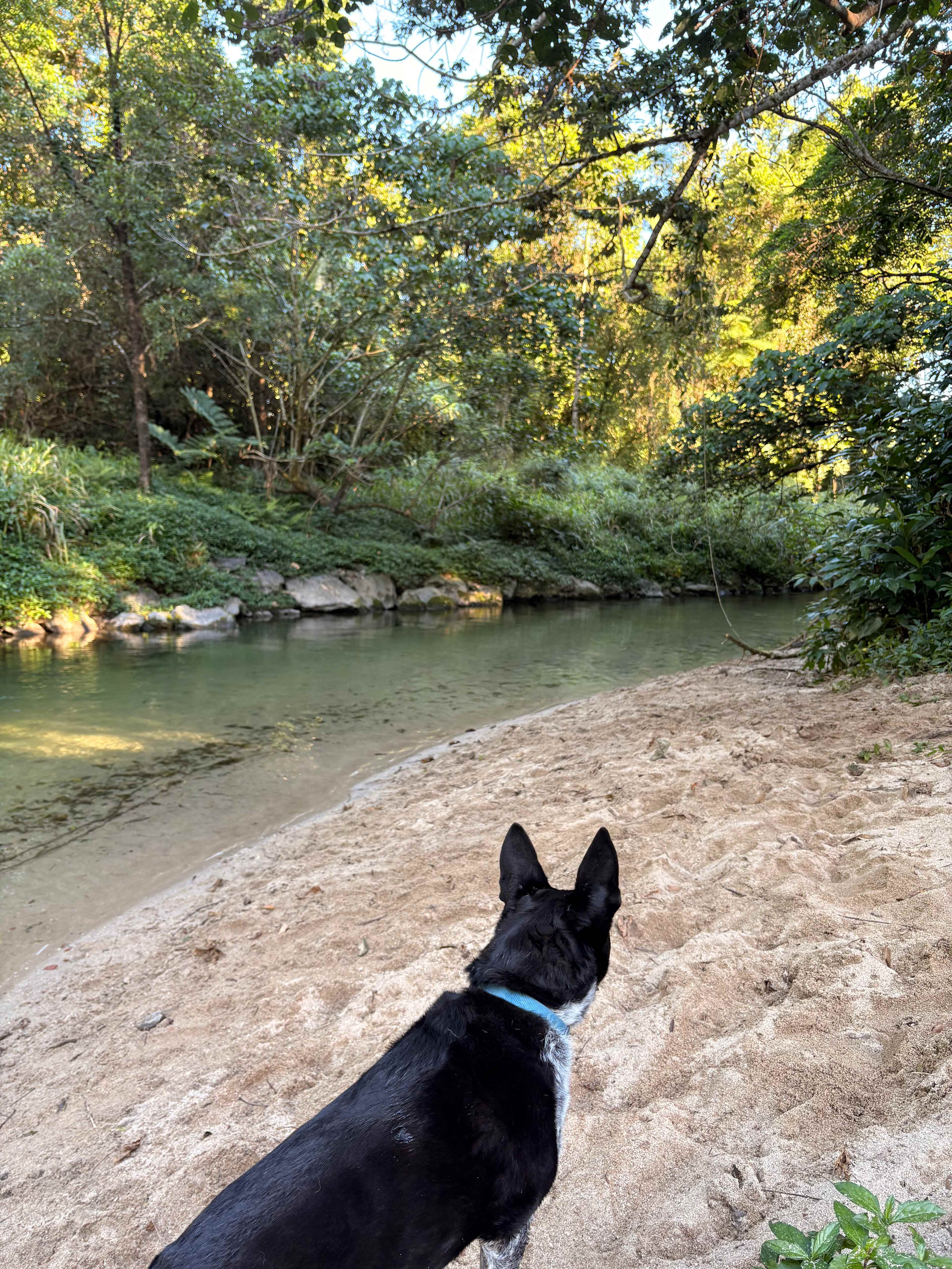 … and dogs!!