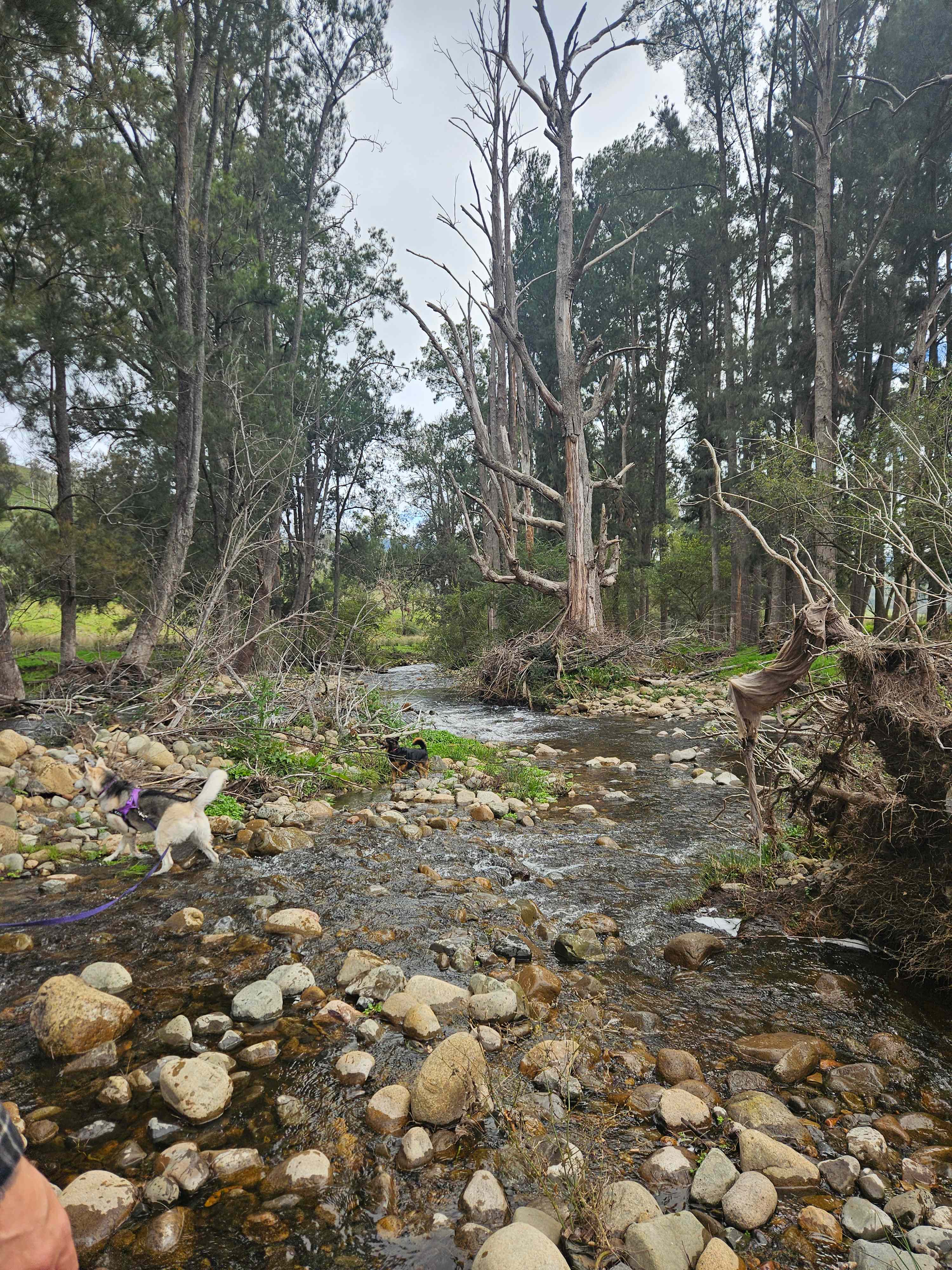 Omadale Brook, Barrington Tops