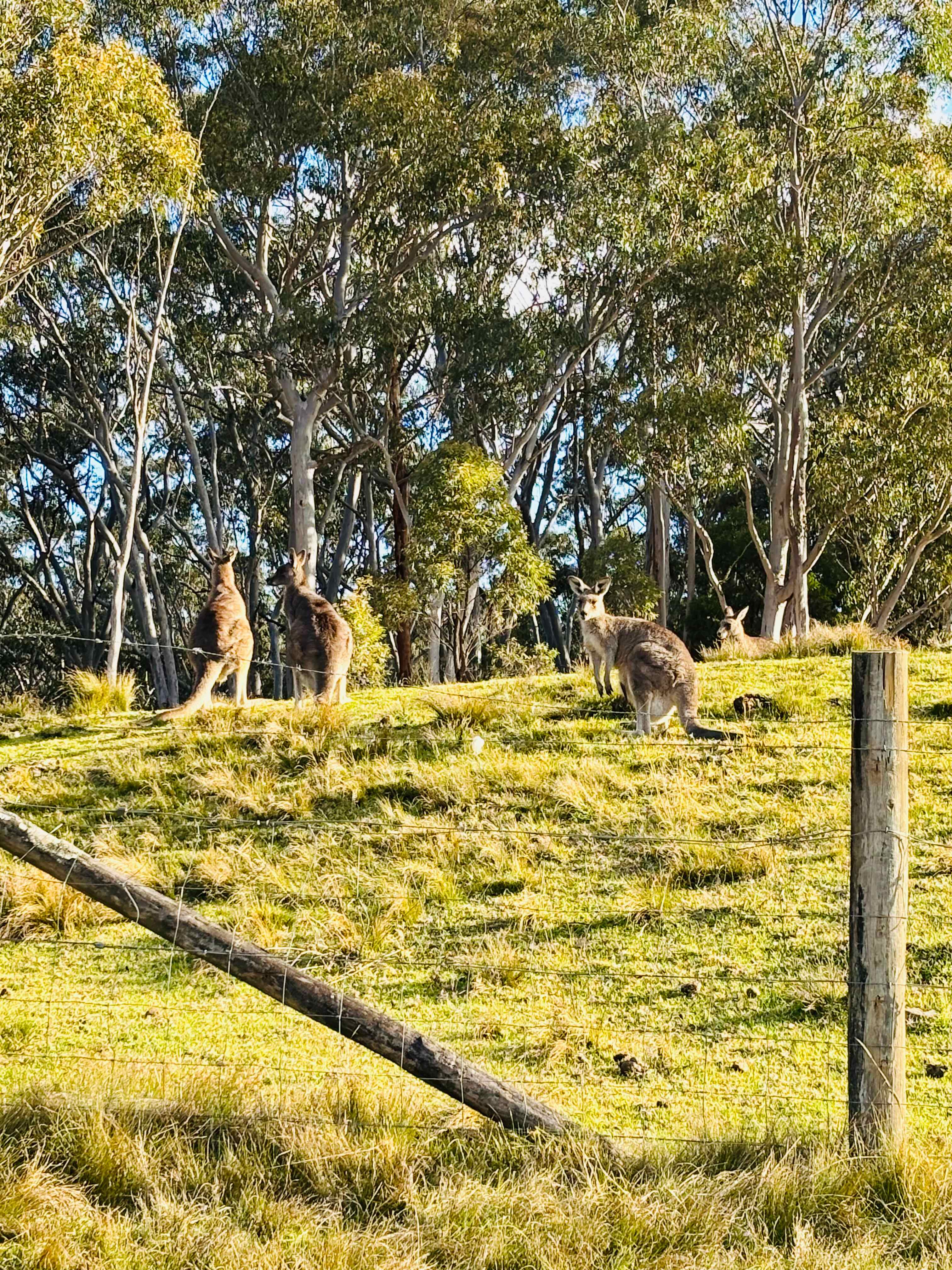 Megalong Valley Farm