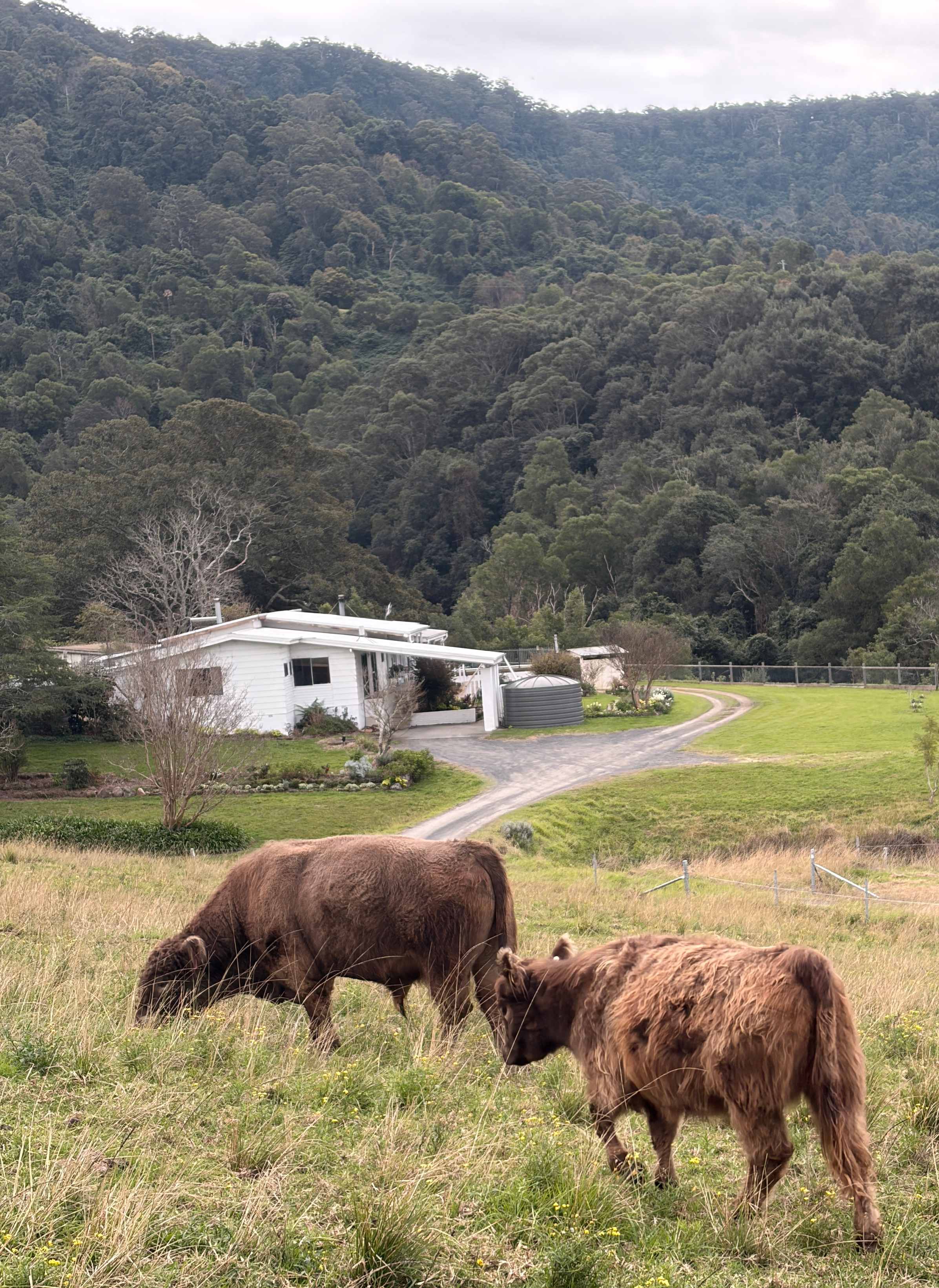 Young Macdonald’s Farm