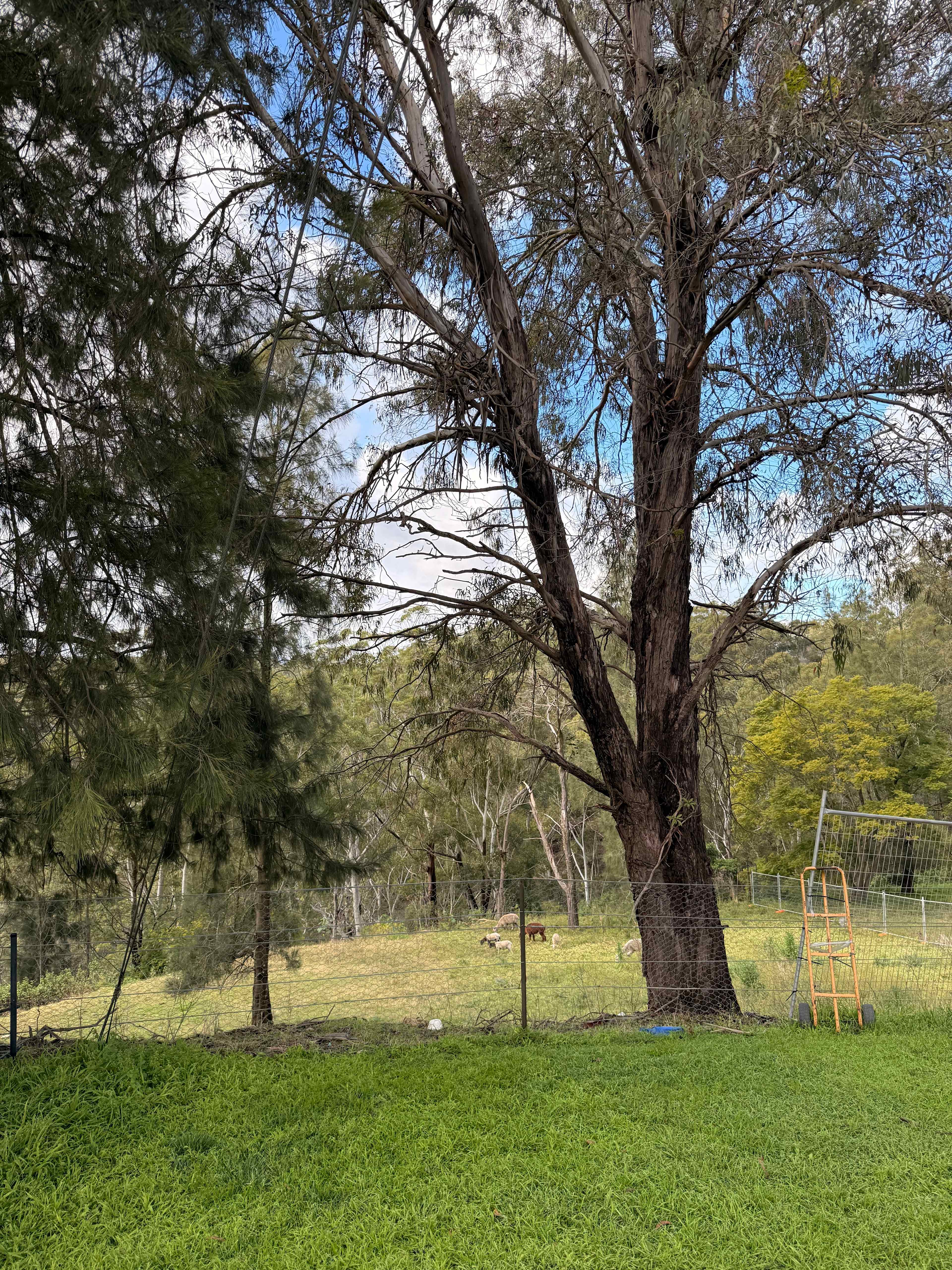 Canoelands Orchard Camping