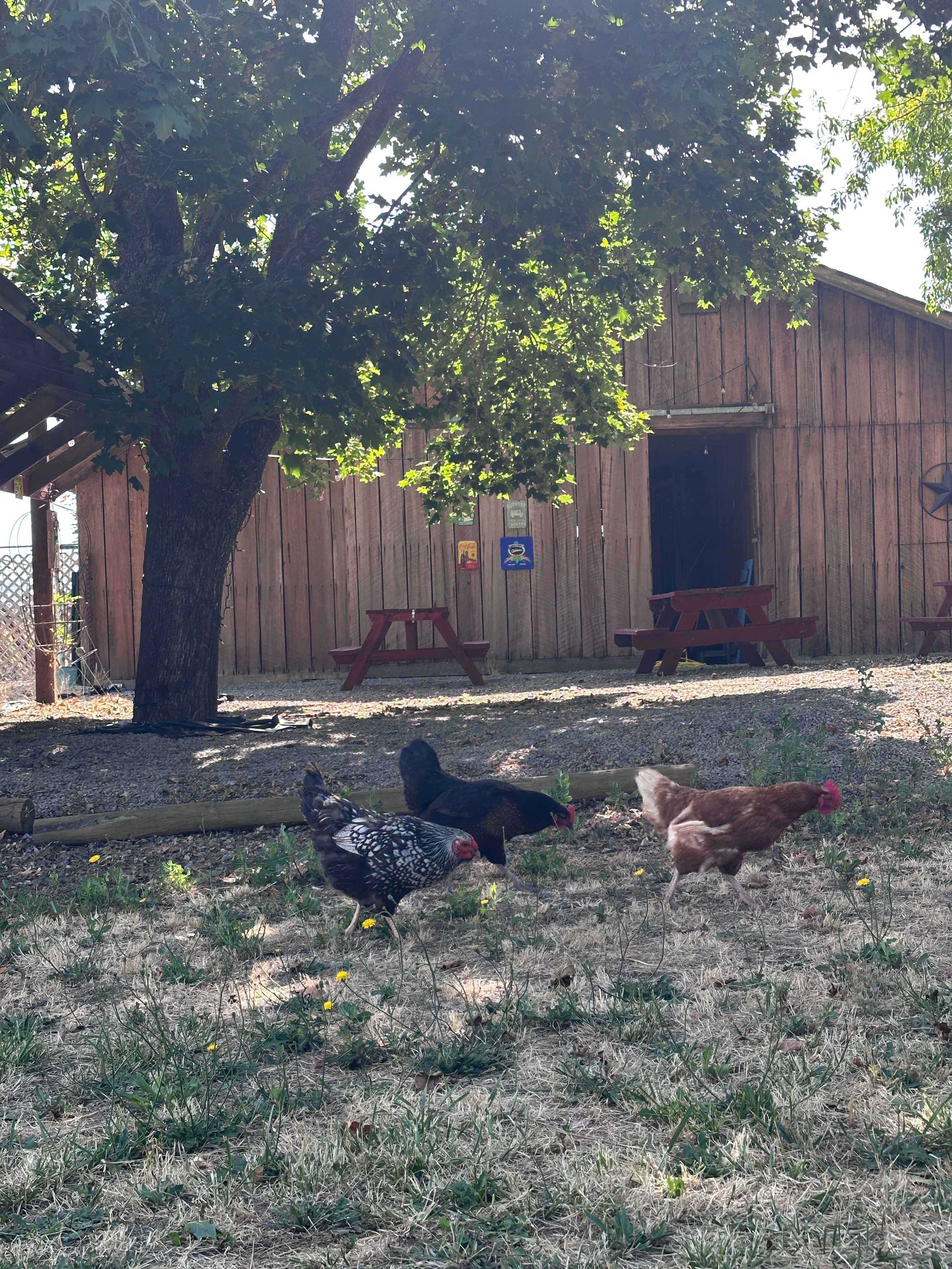 Chickens