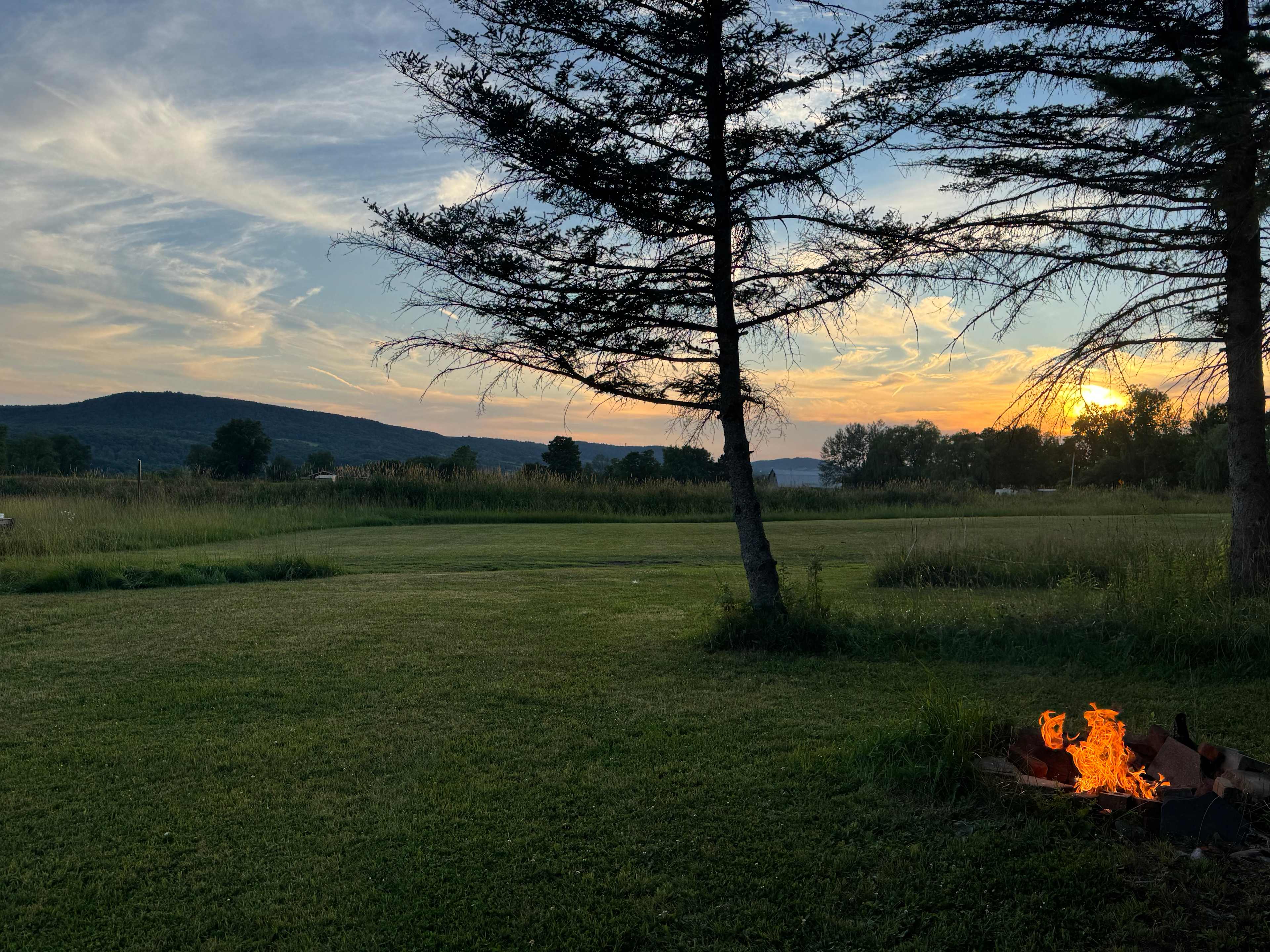 Pine grove view