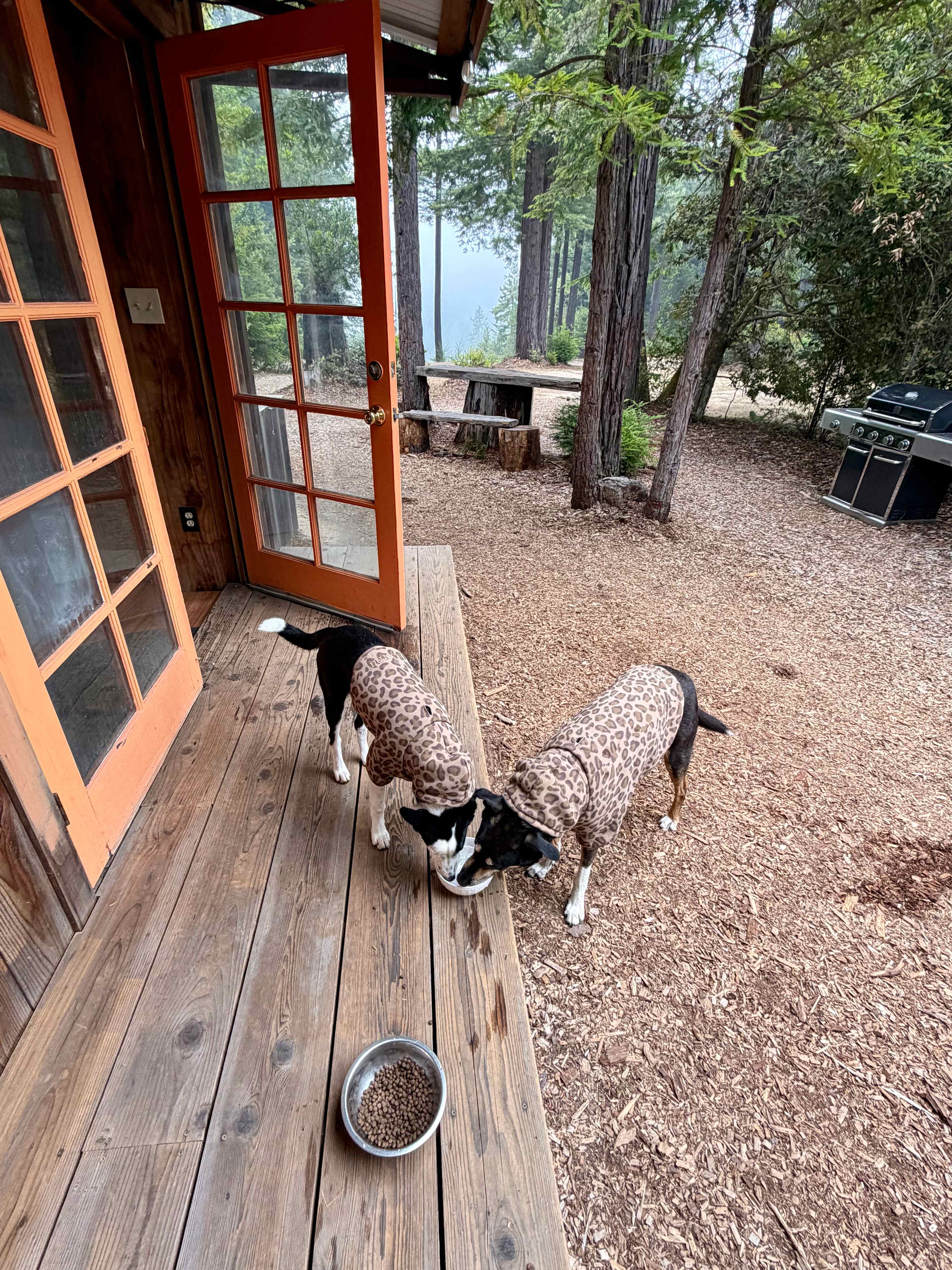 Our dogs were very happy!