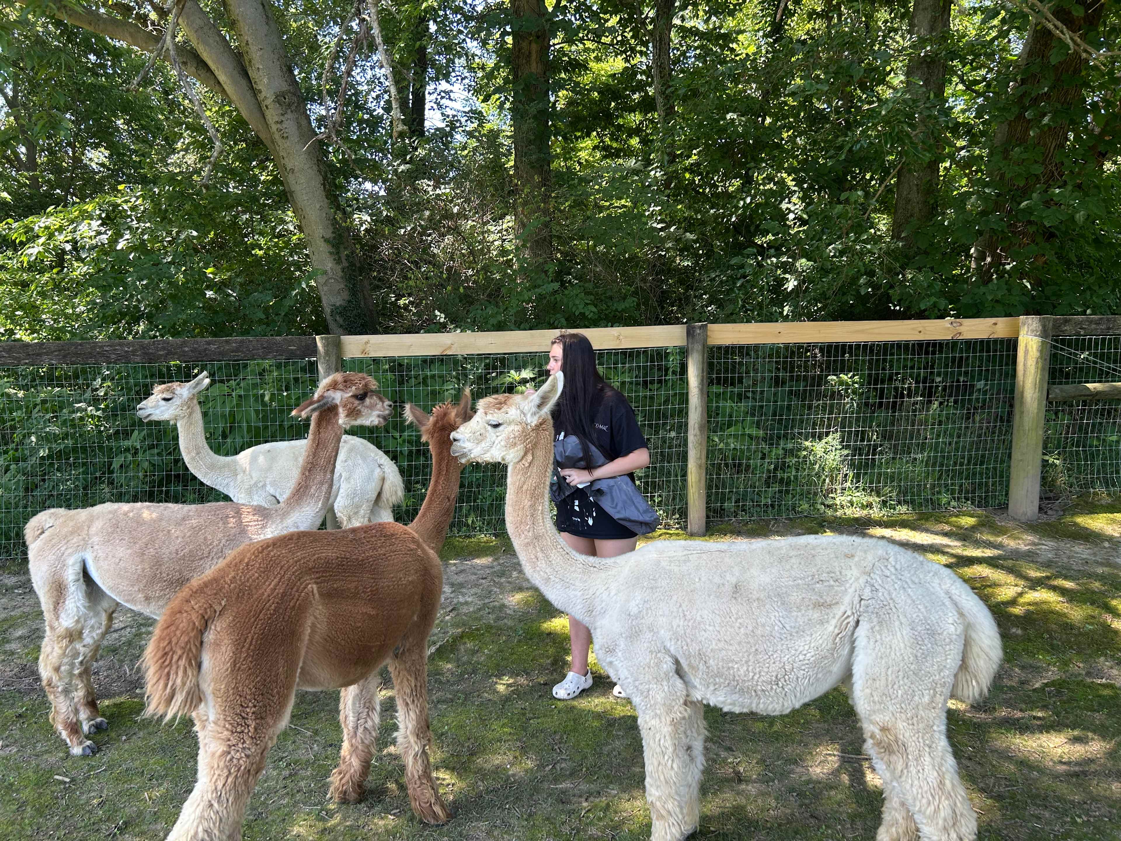 Camp with Alpacas at Aris Farm