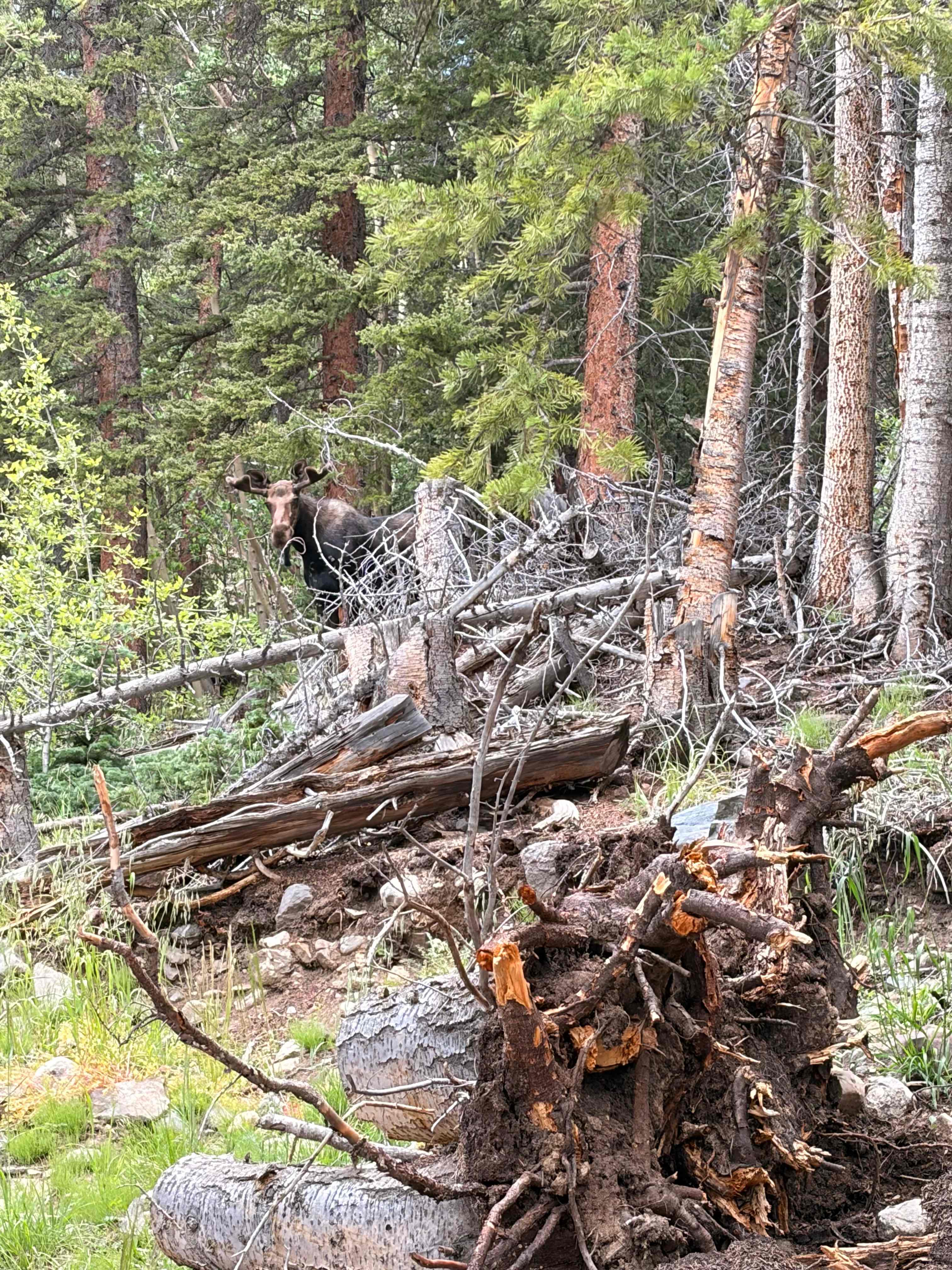 Moose friend 