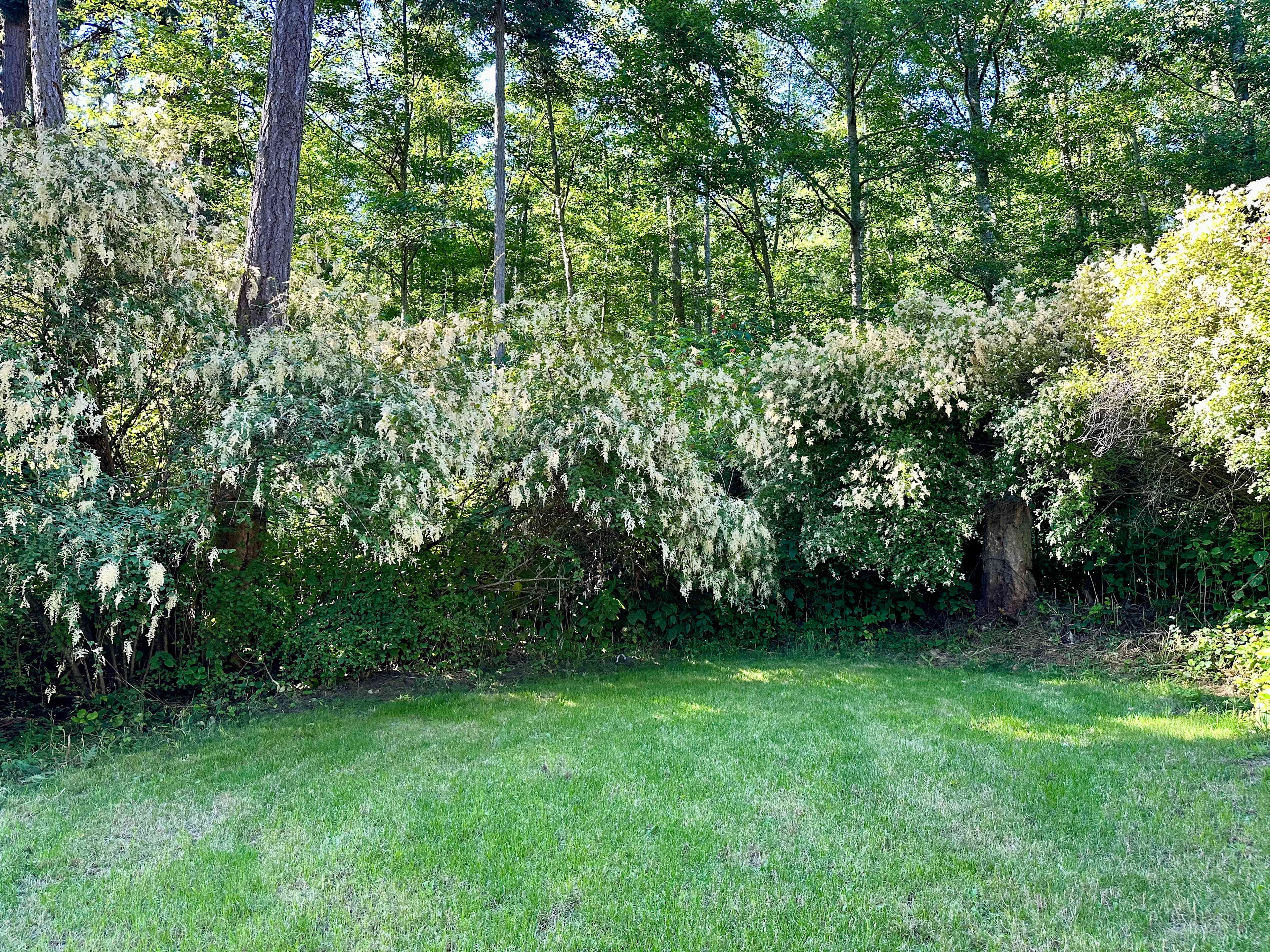 A Knot In Thyme