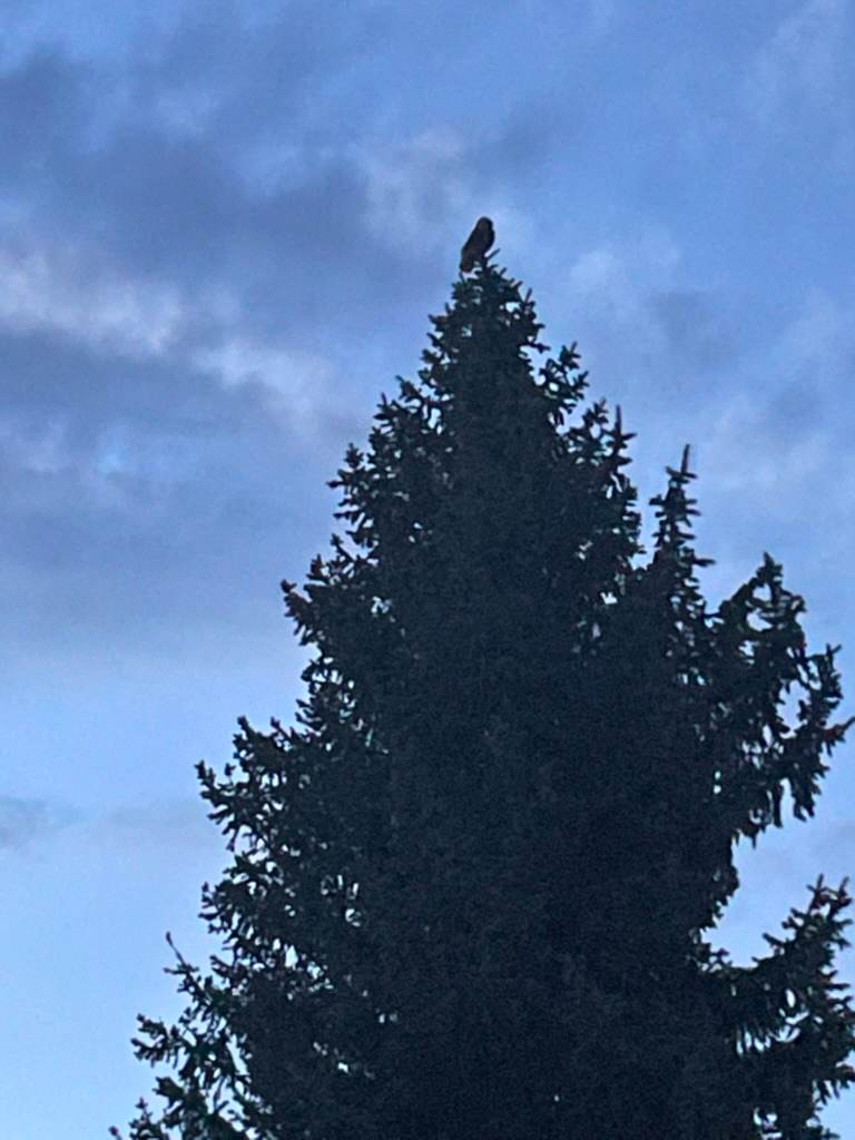 Great Hown Owl