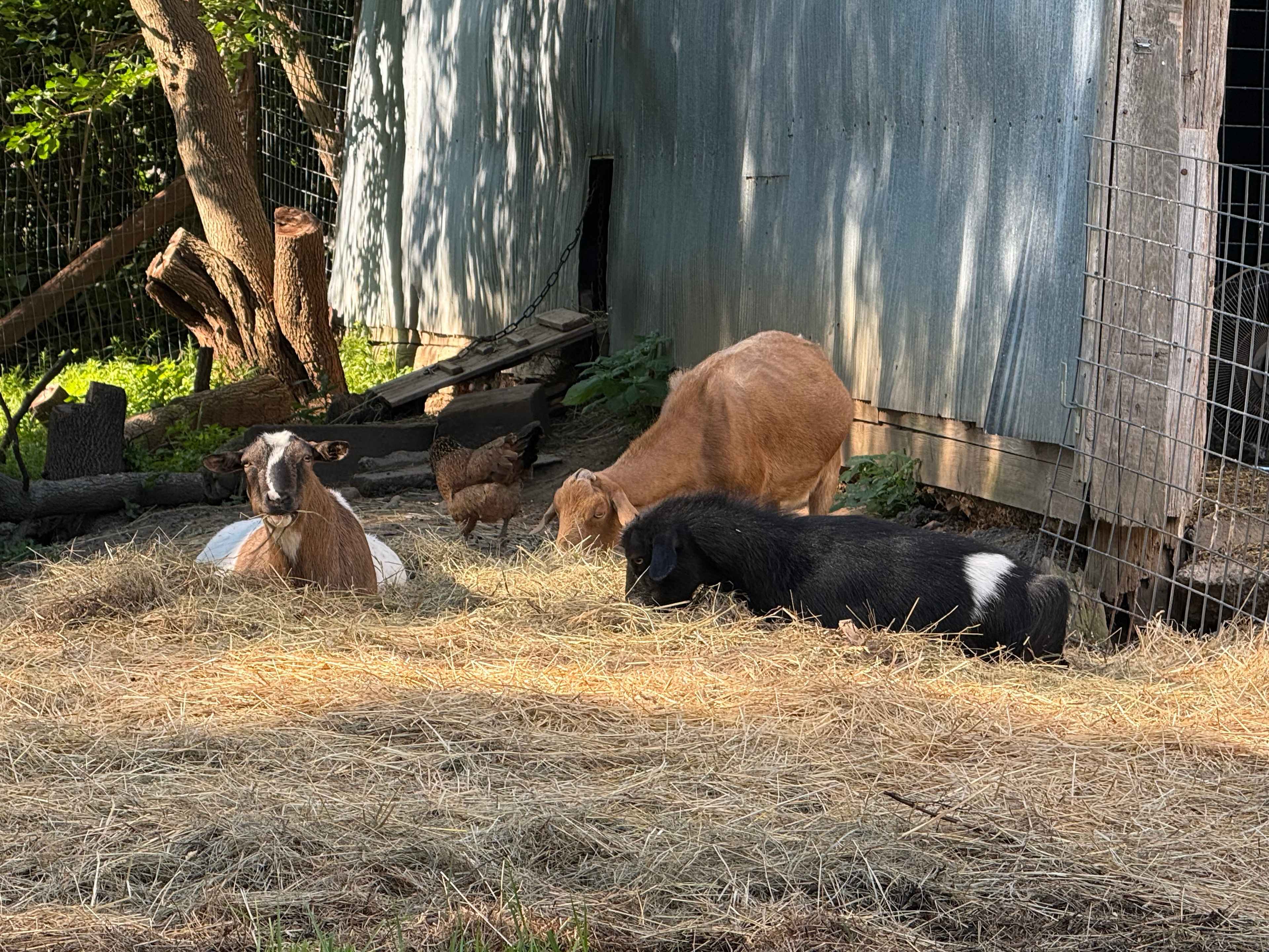 Whippletree Farm & Nature Trail