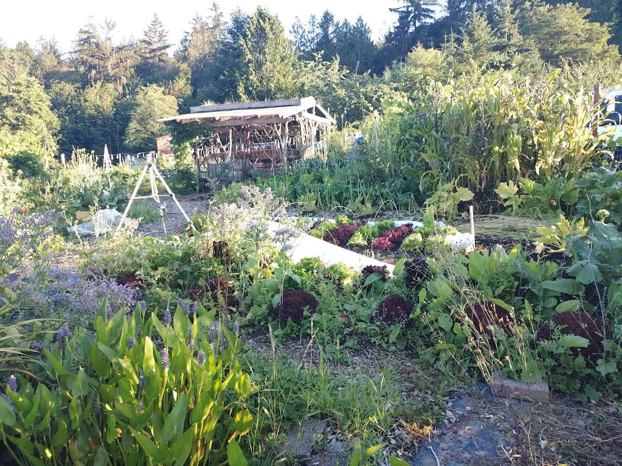U-pick greens
