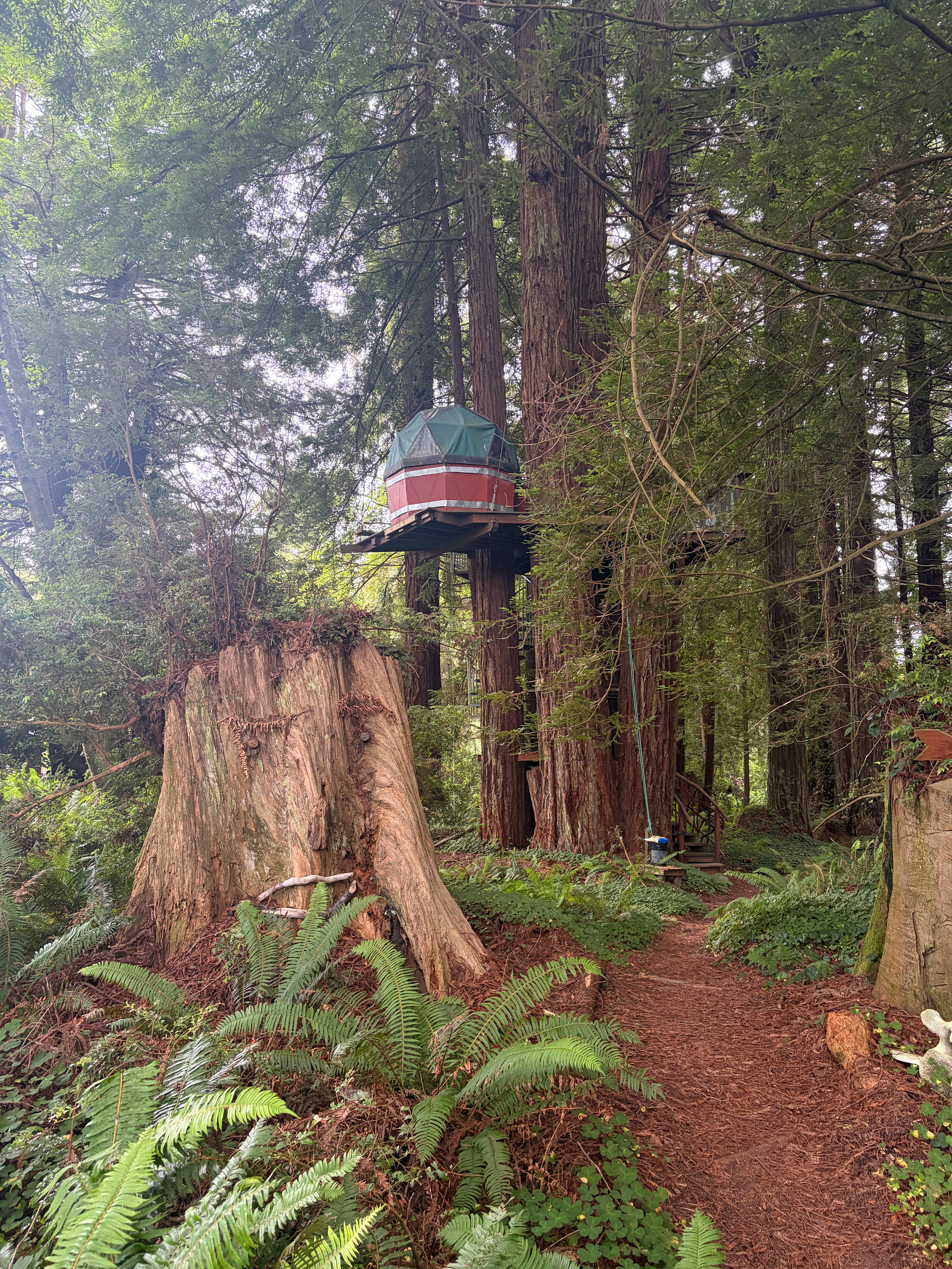 Redwood Retreat