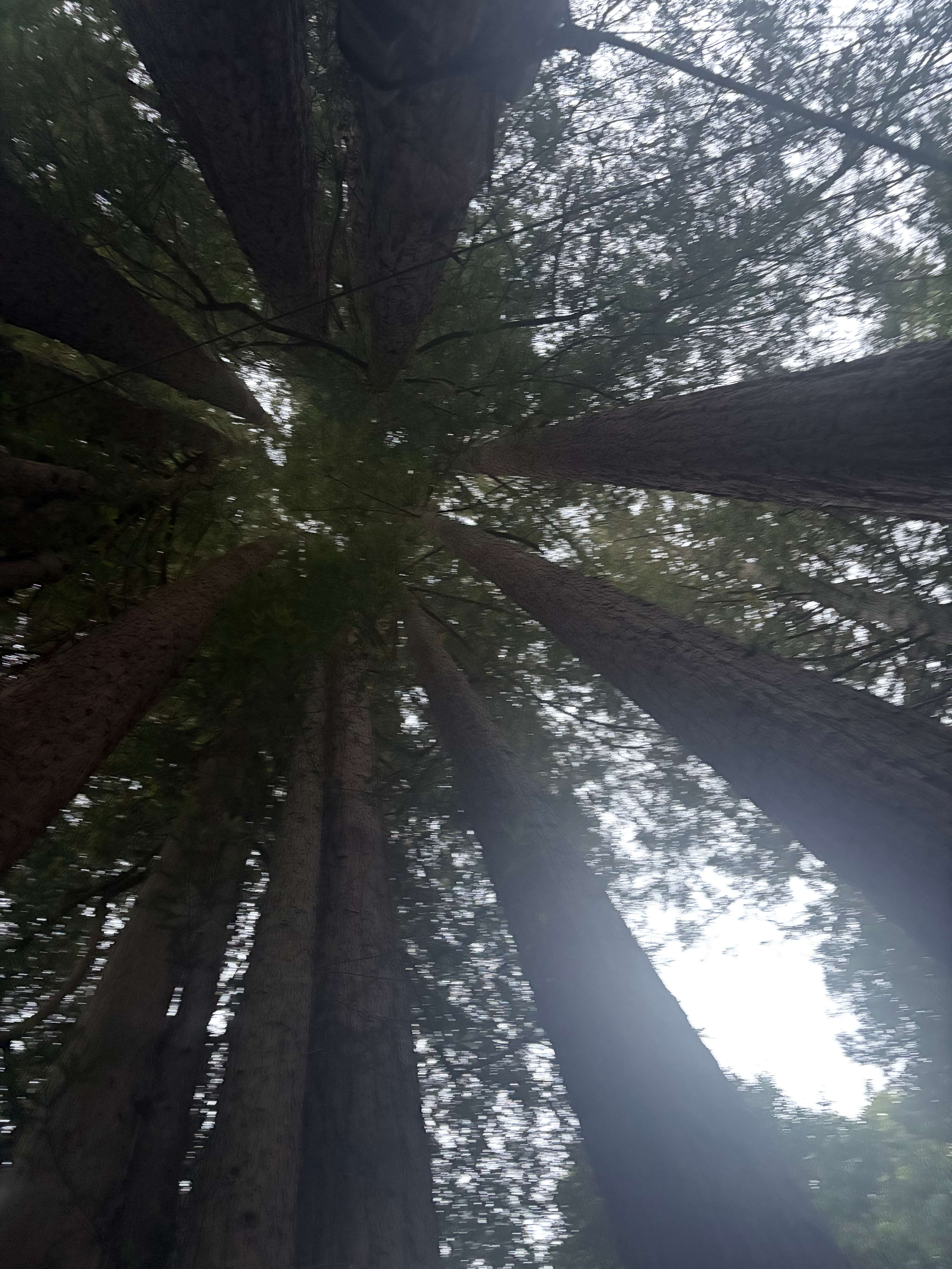 Sleep Up High In A Redwood Tree-net