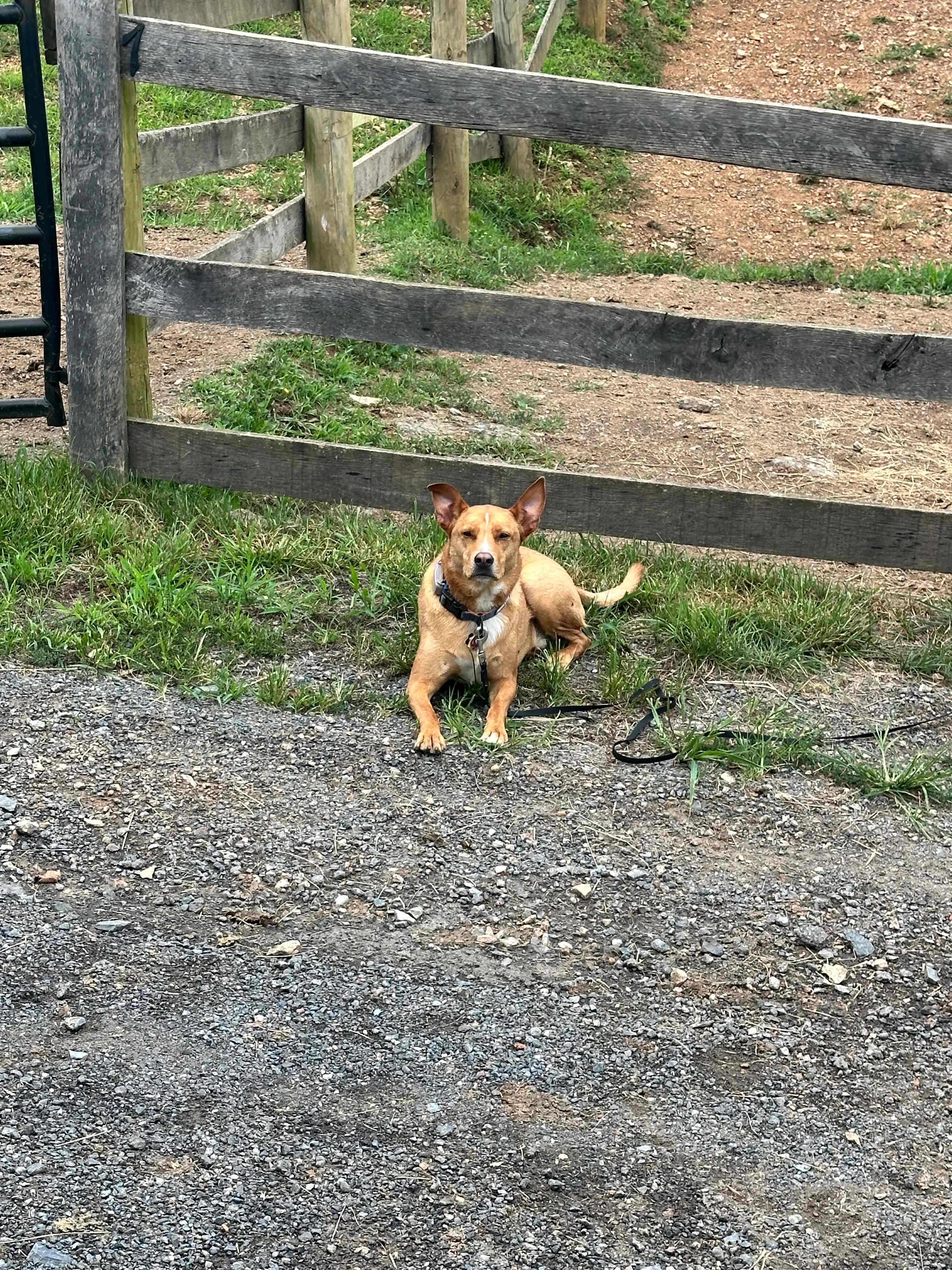 My dog was very comfortable 