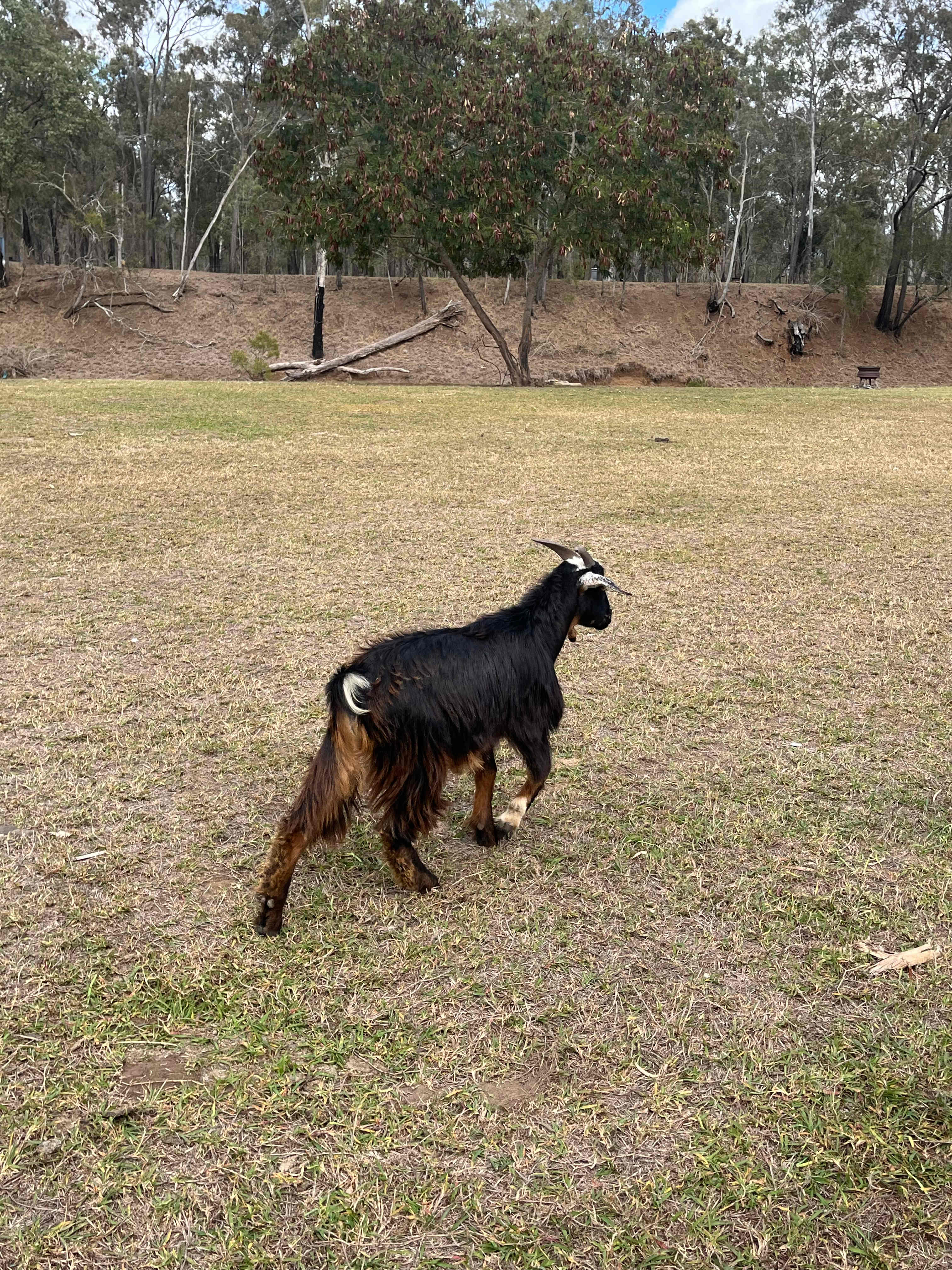 Rocky Creek Homestead