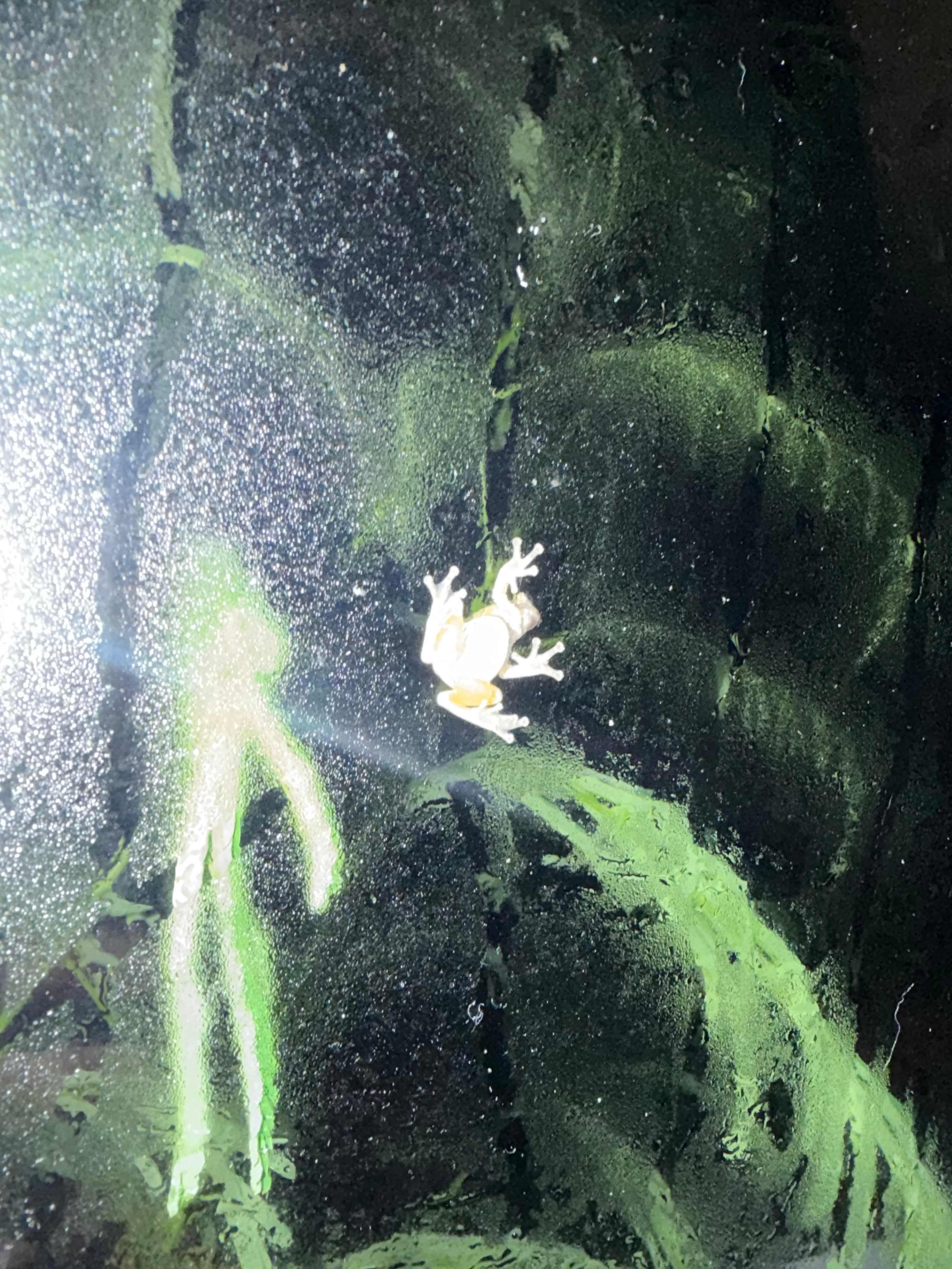 Tree frog! 
