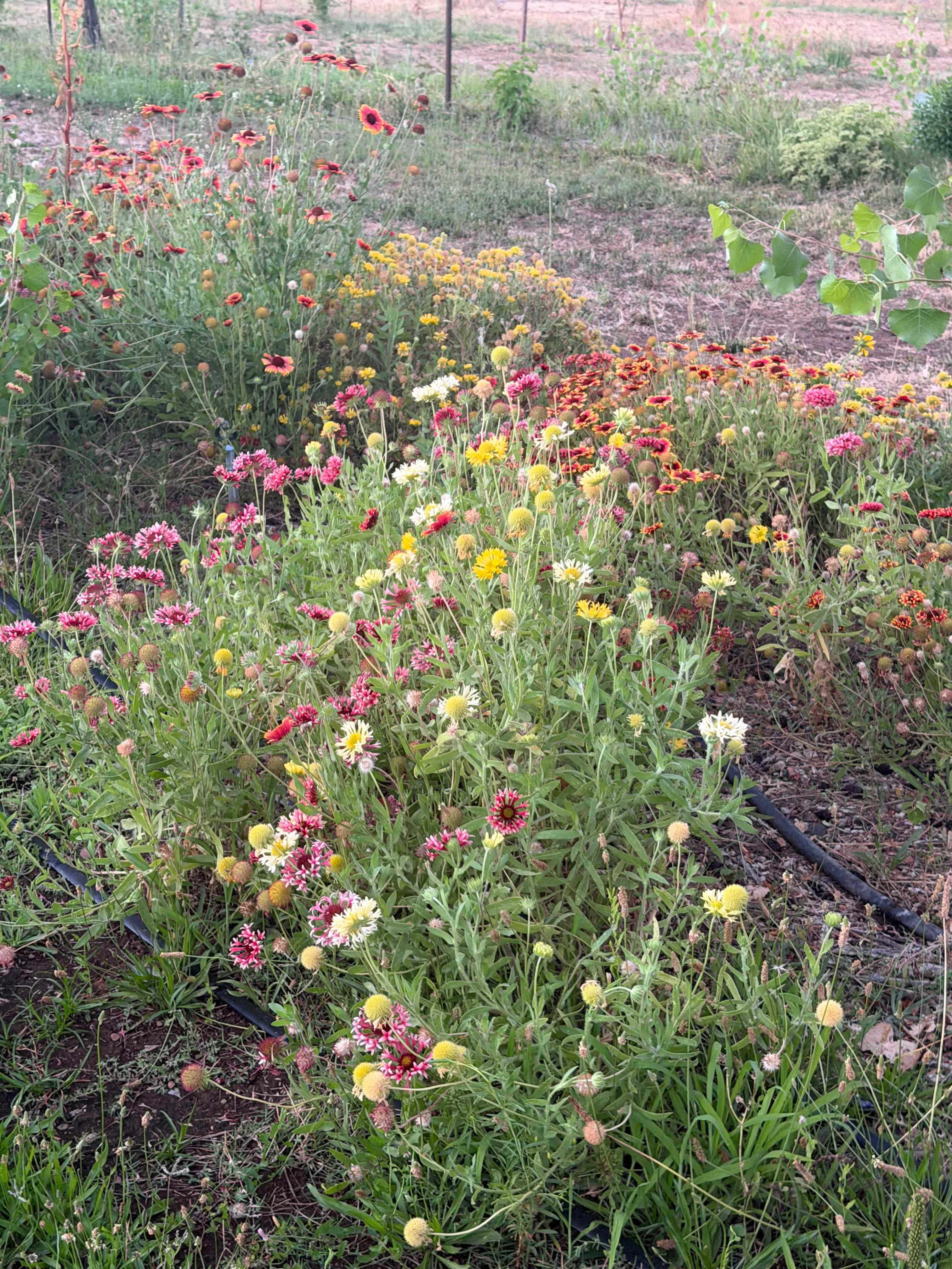 FullCircle Florals Flower Farm-SALE