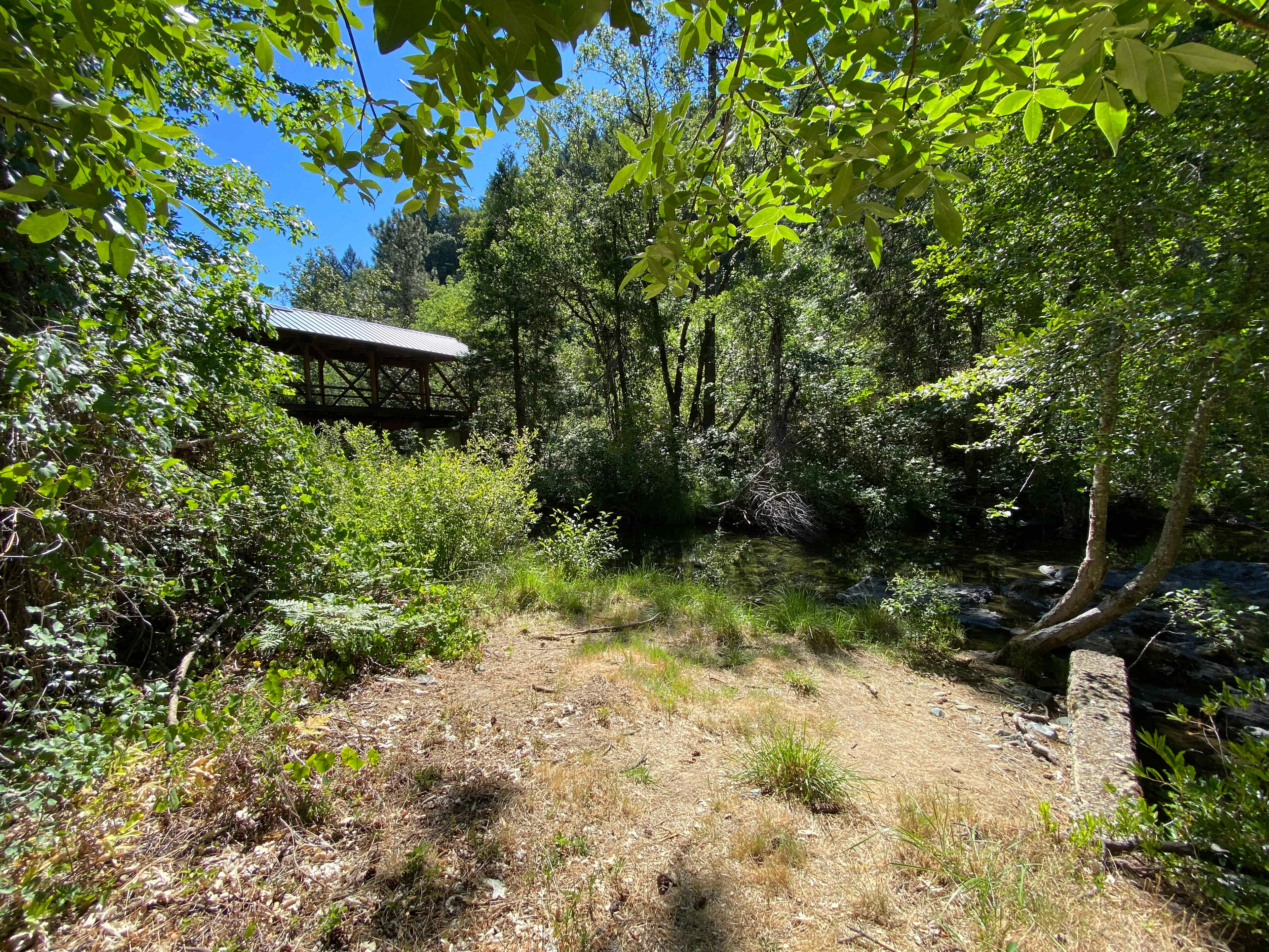 Forested creekside campsite