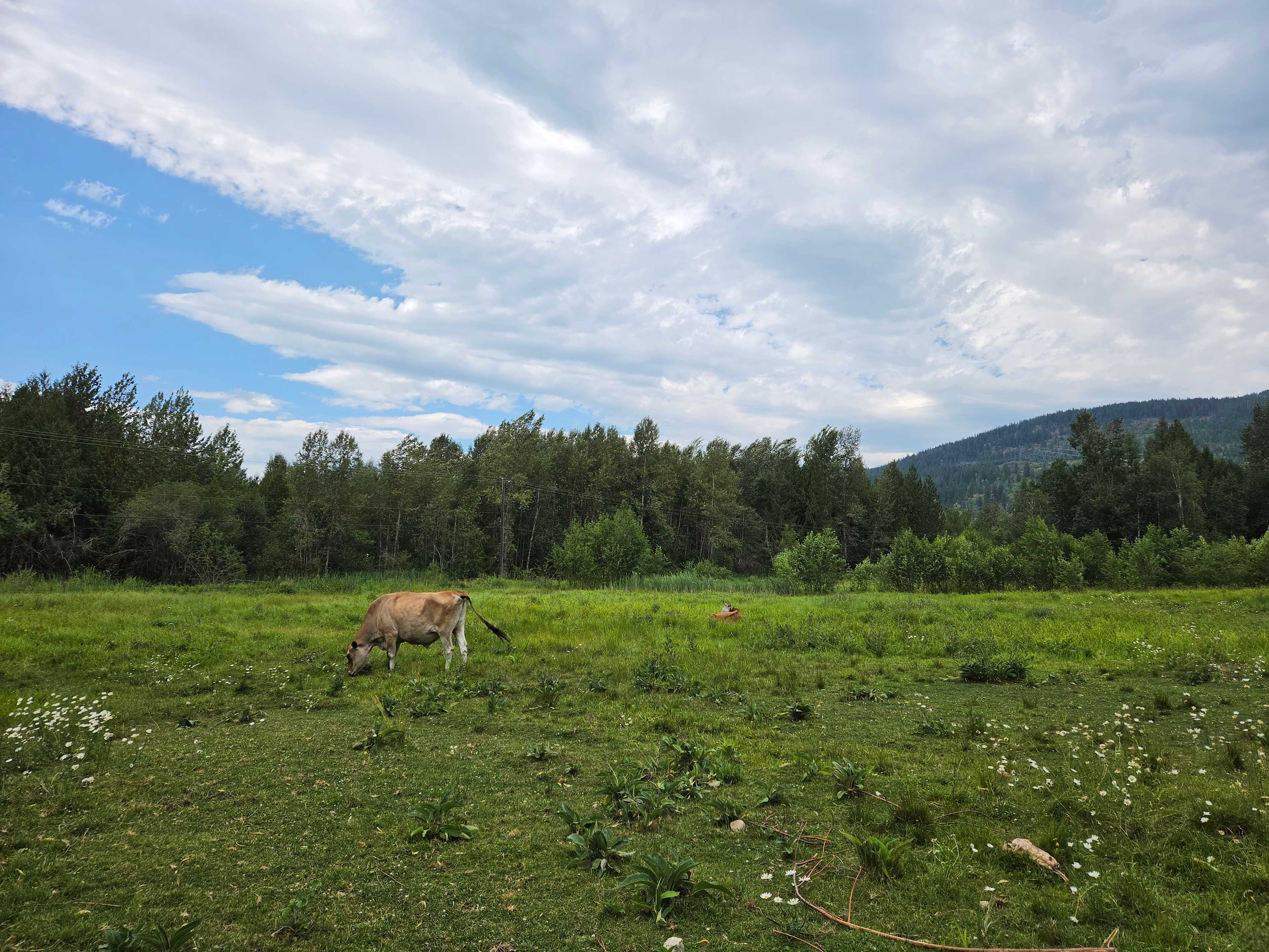 Olich Creek Farm