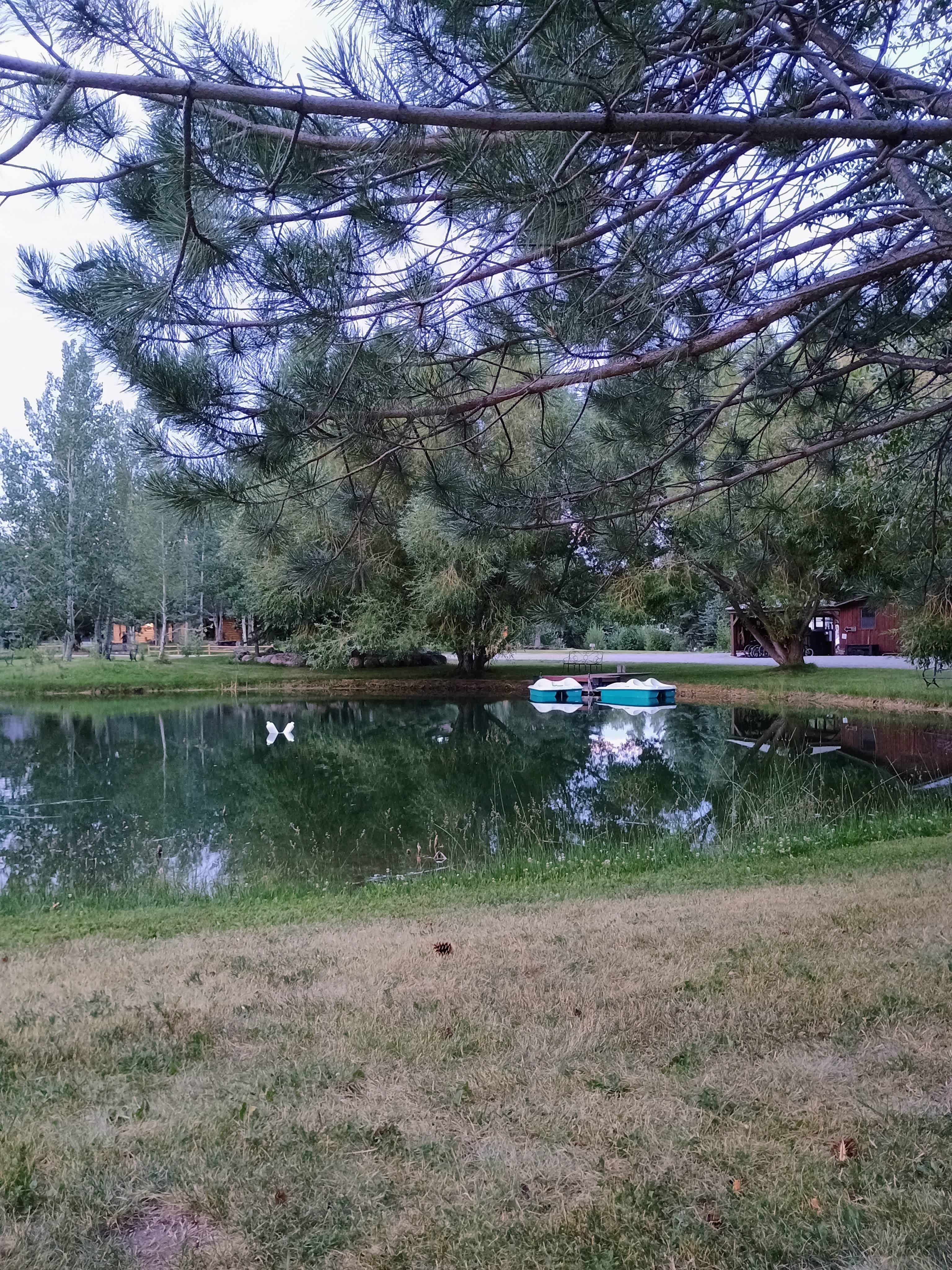 pond with paddle boats