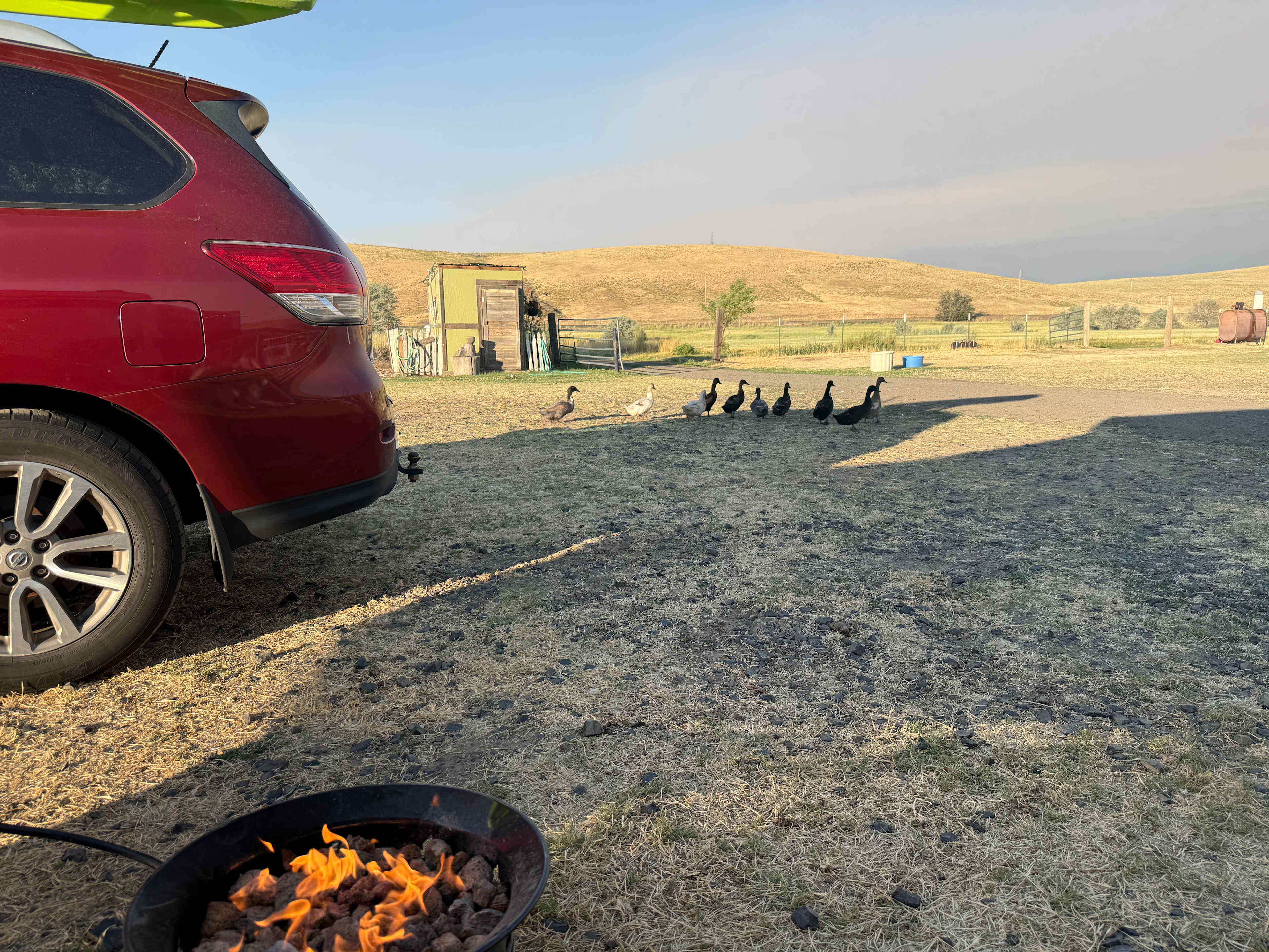 Ducks came by for fire pit visit too