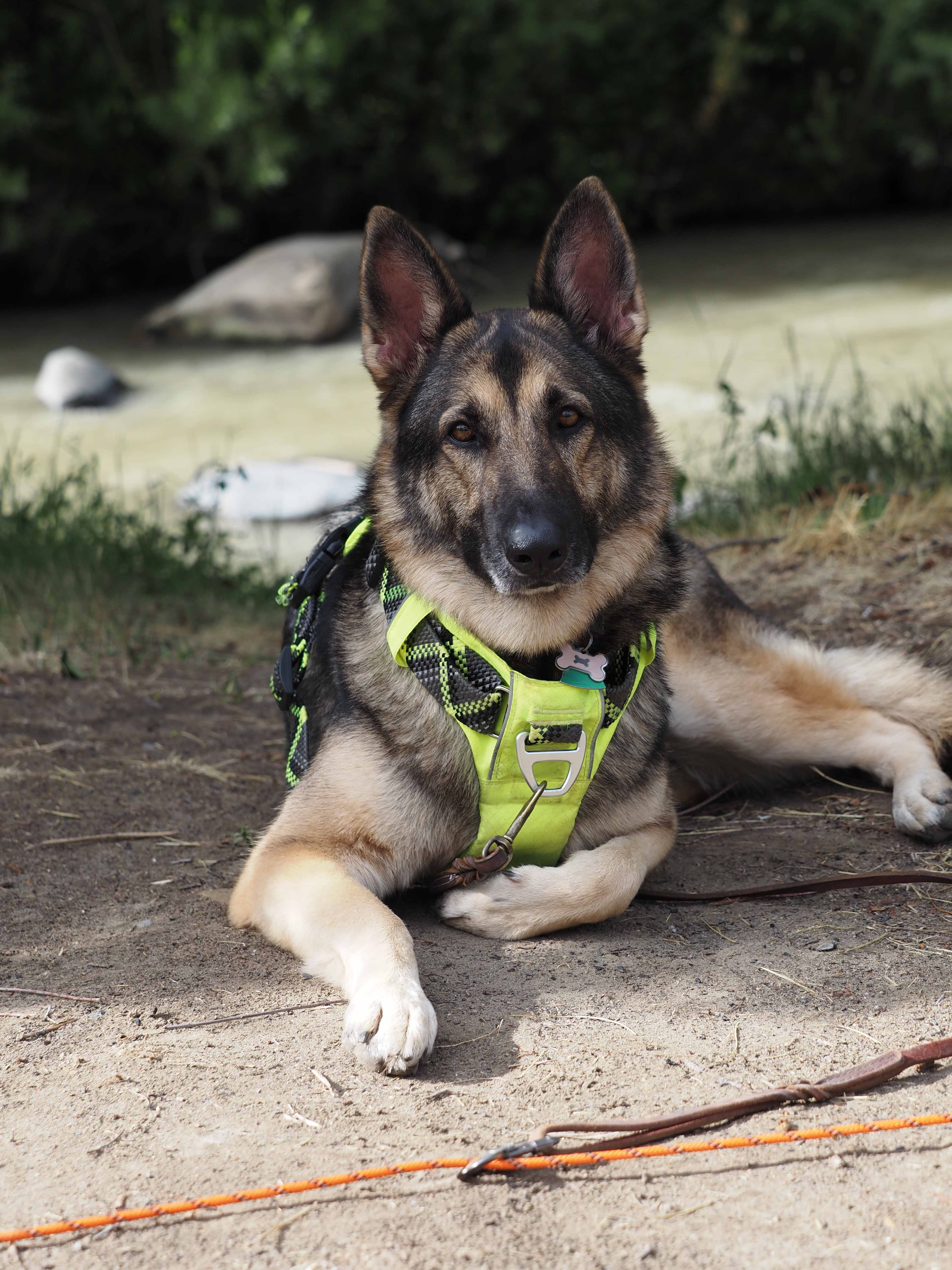 Our dog at our Sunshine tent site