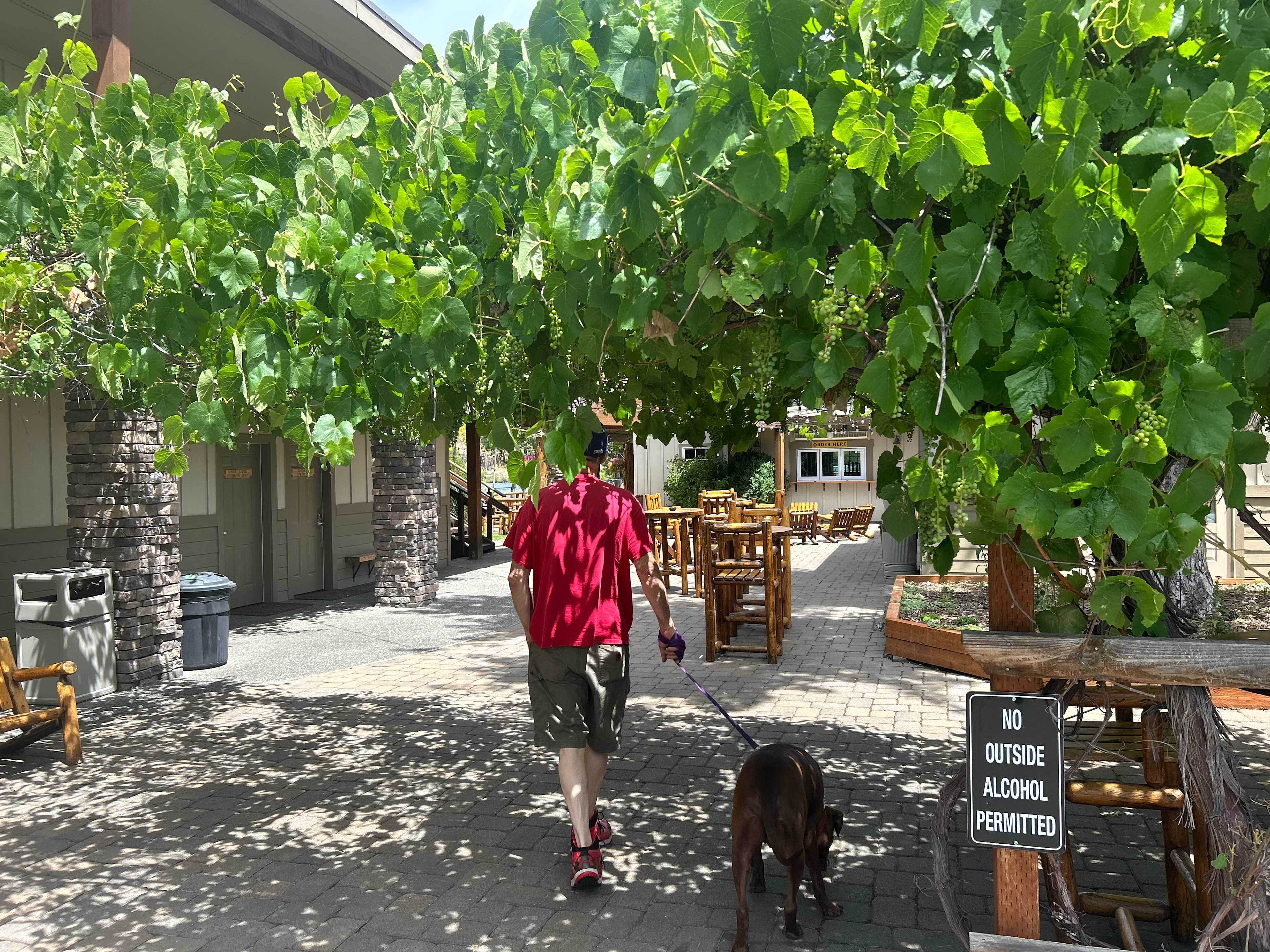 Grapevines at the restaurant 