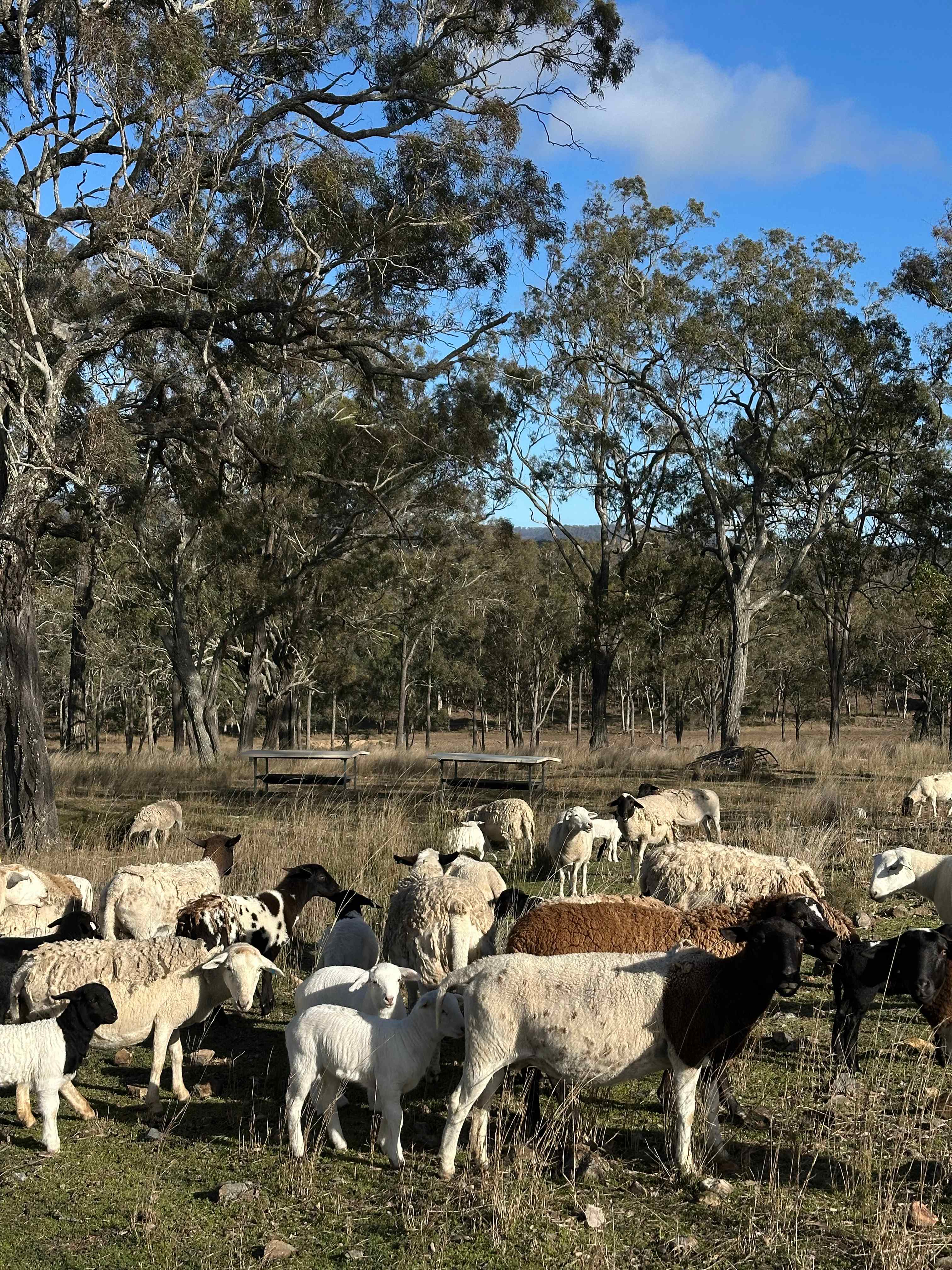 Berrima Camping & Farmstay