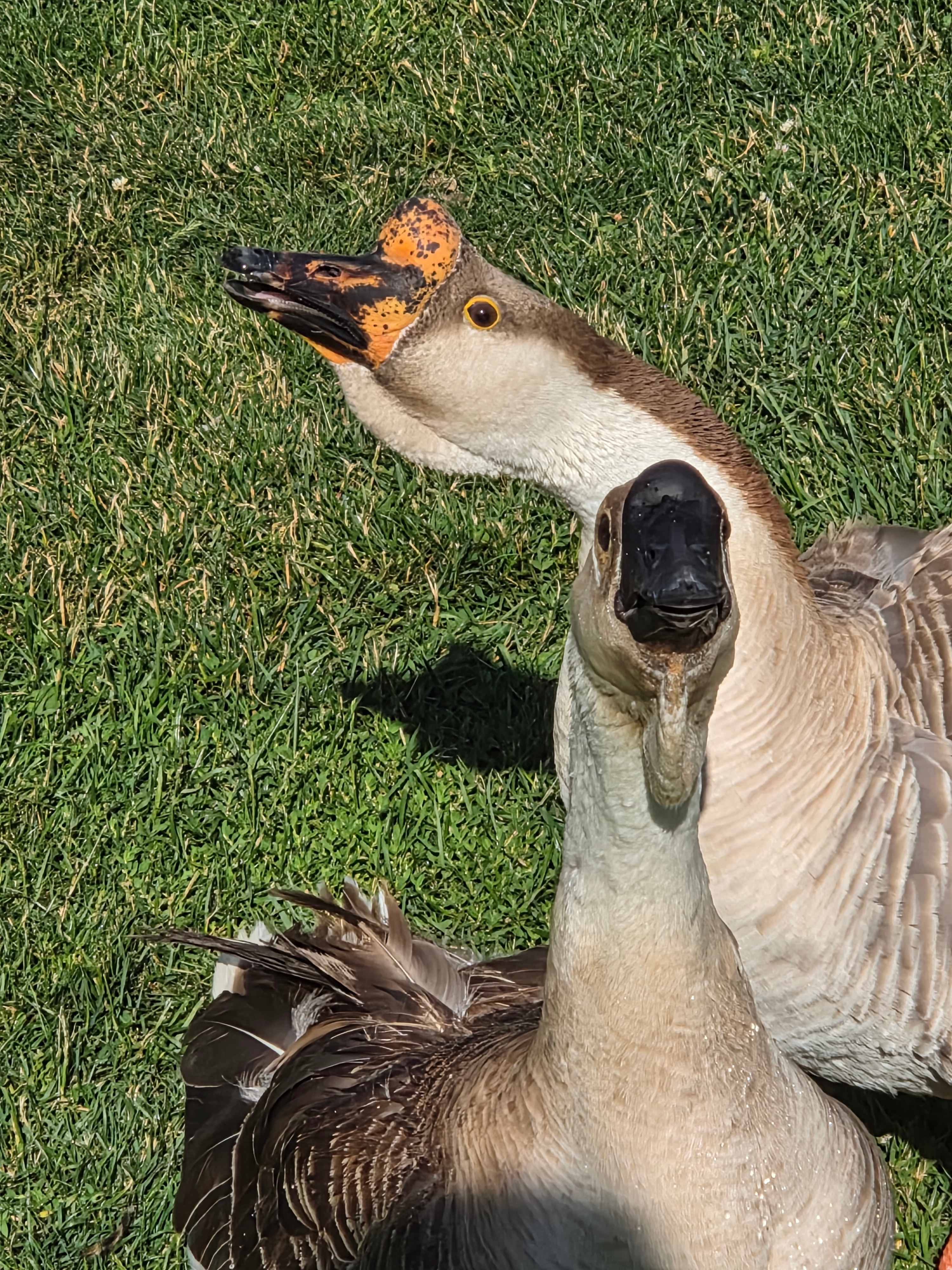 Mess with the Honk and you get the Bonk