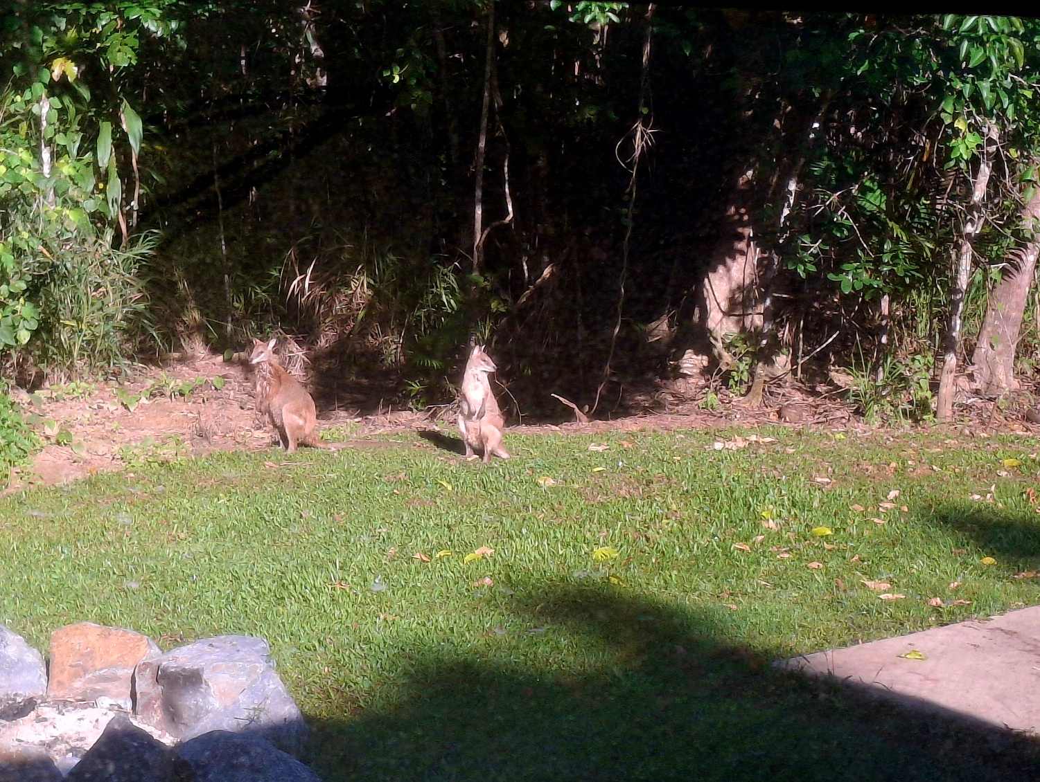 Wallaby security 
