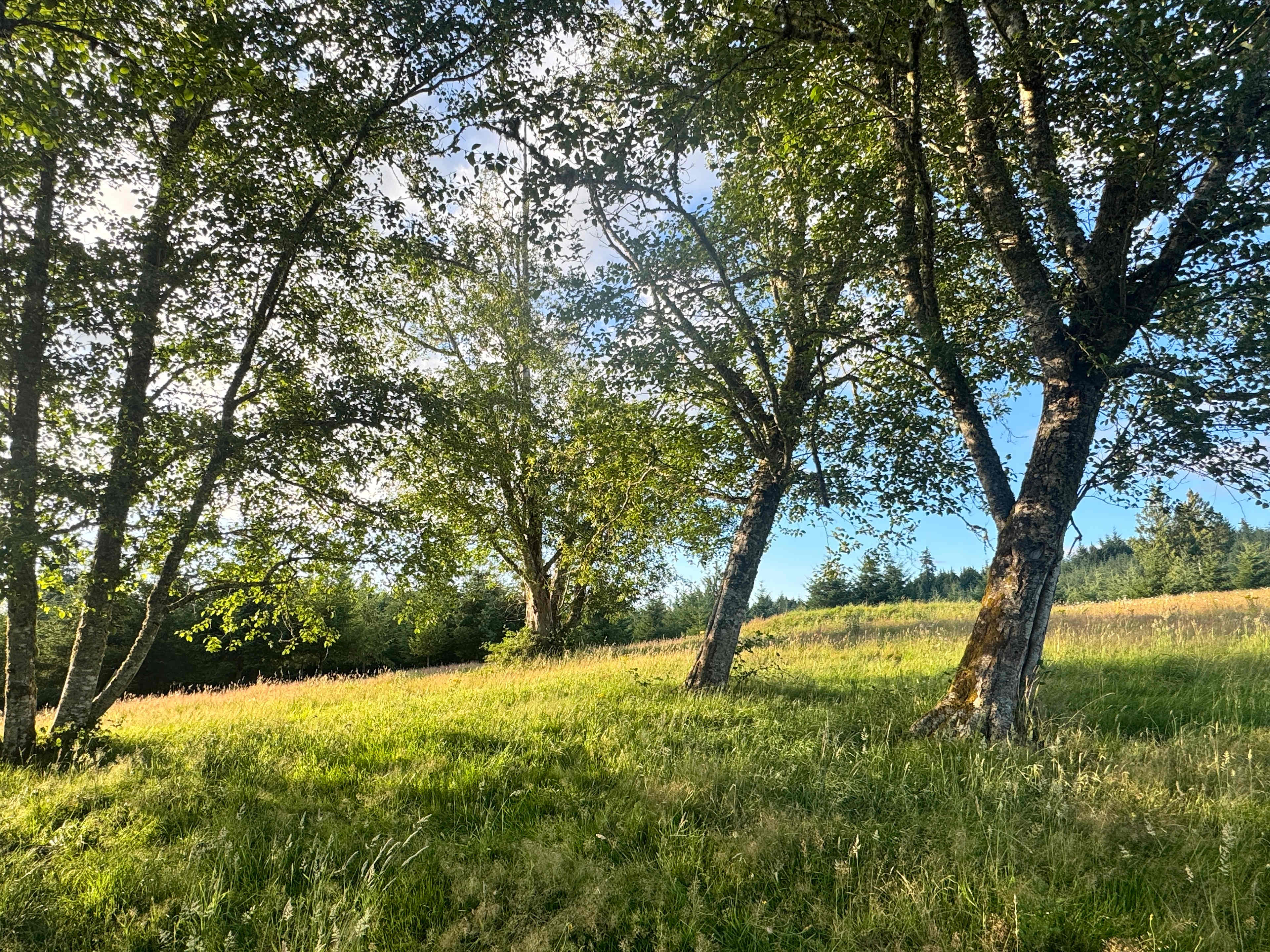 Tent camping field 