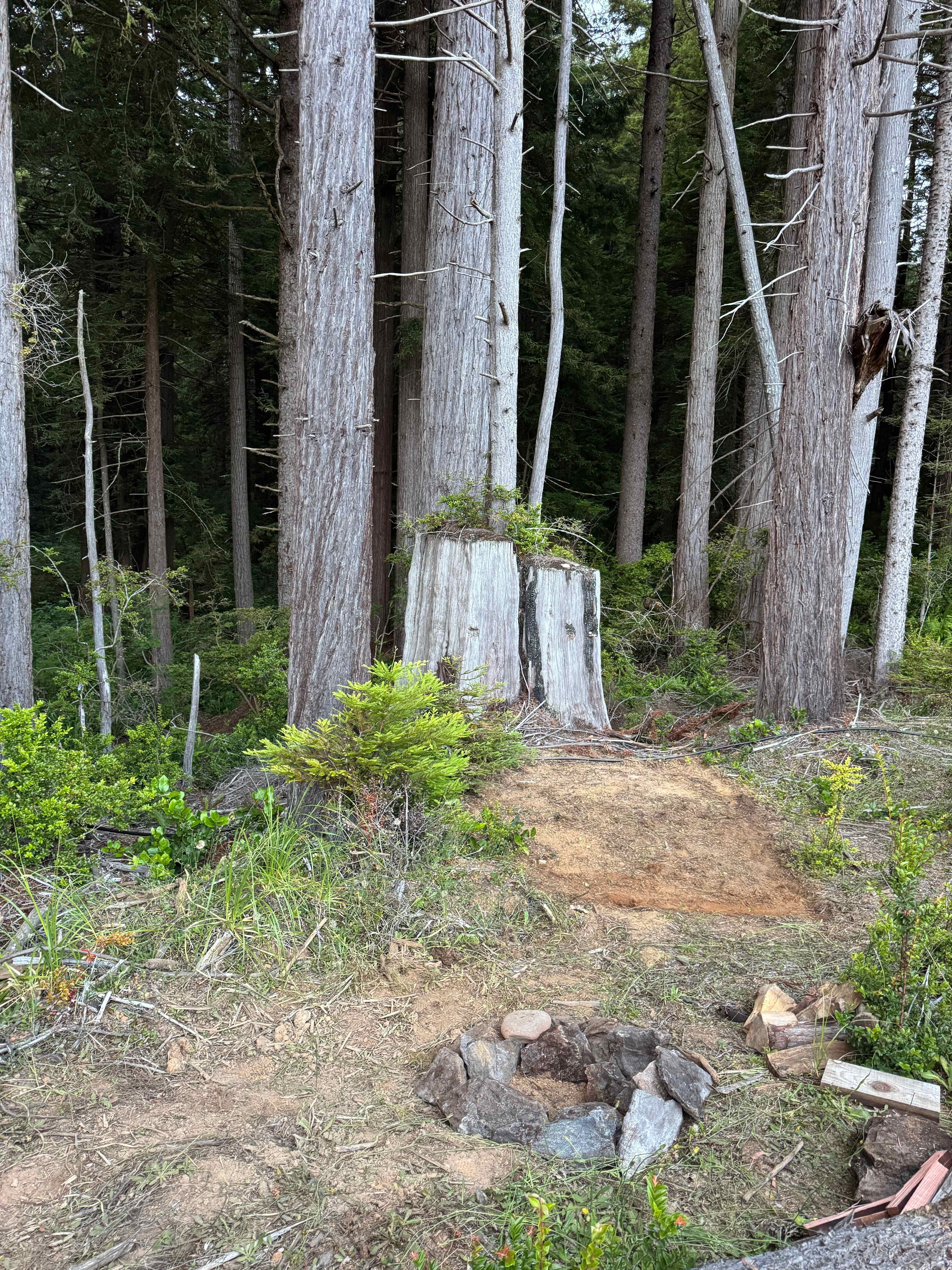 Picture of the site