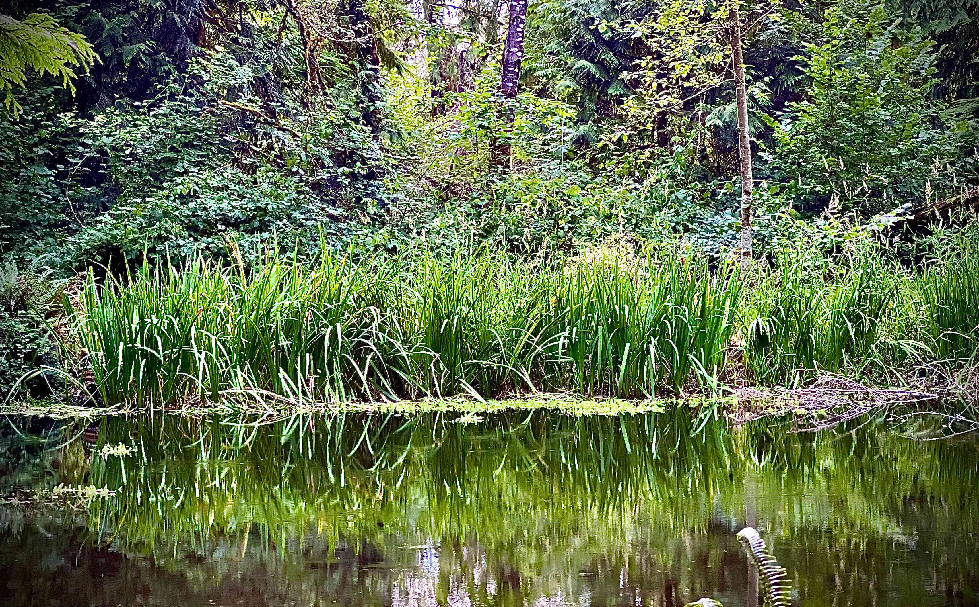 Reflecting pond