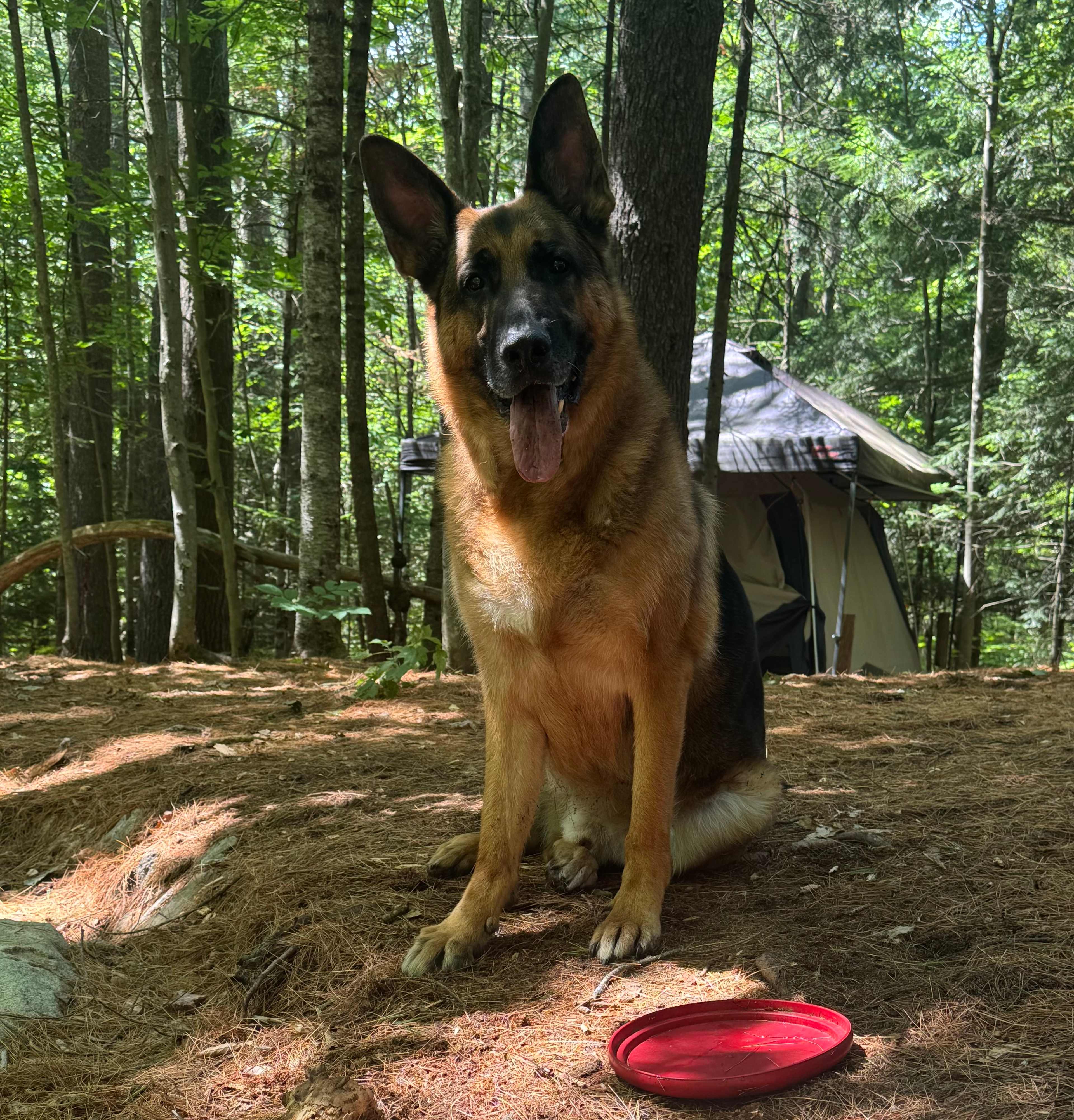 Our pup enjoying our trip!