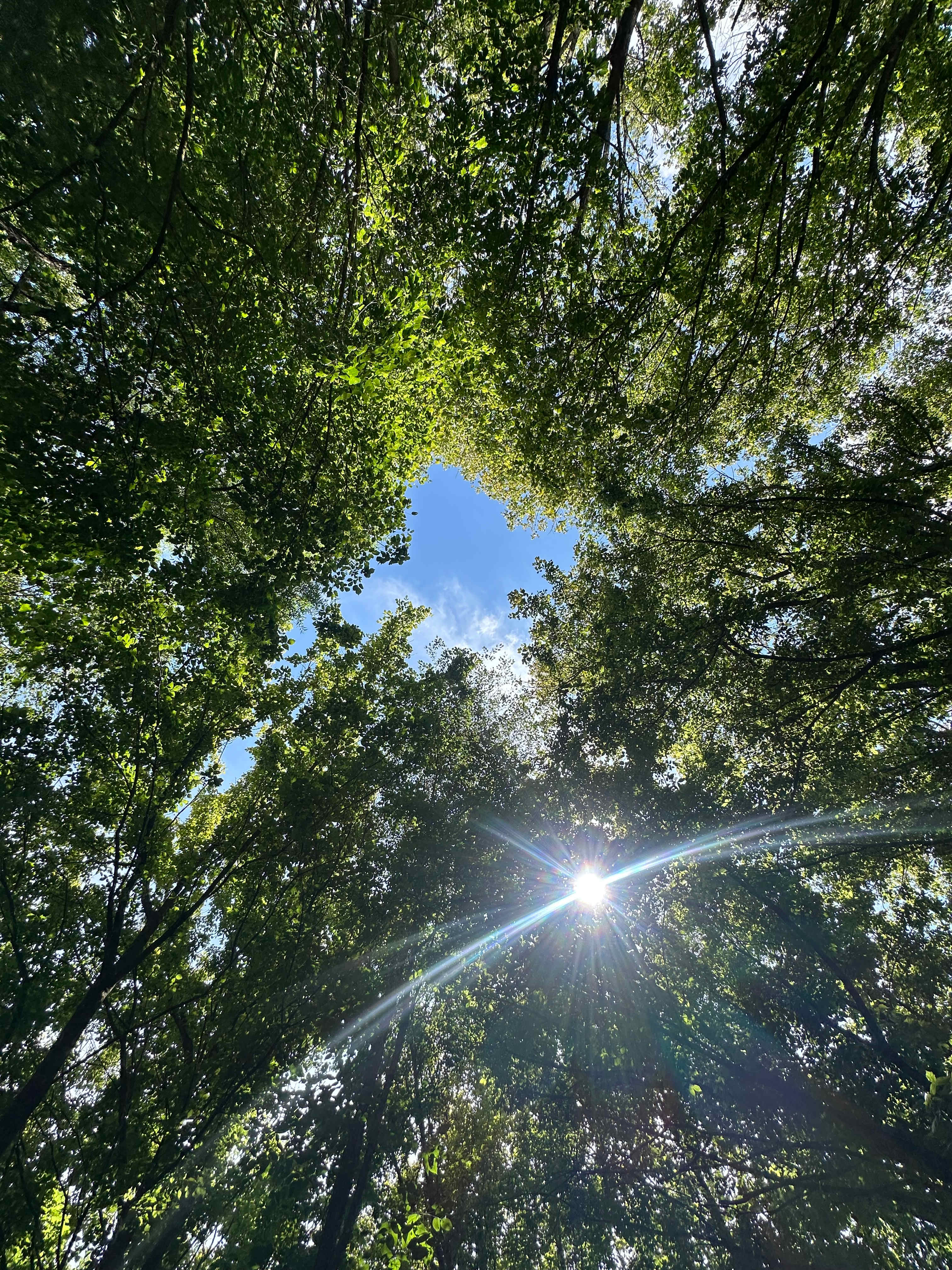 The Oasis at Harmon Creek Farms