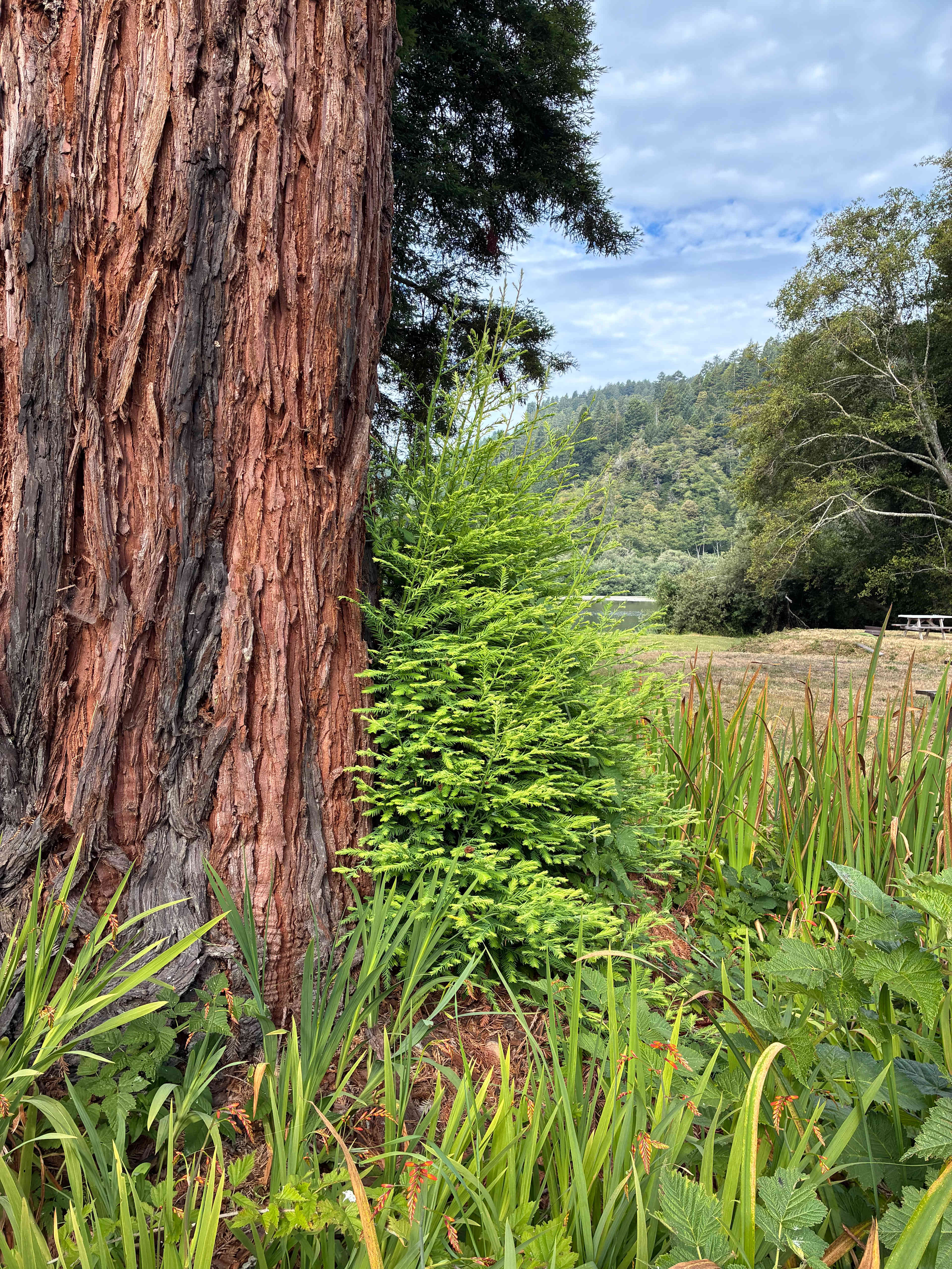 New redwoods
