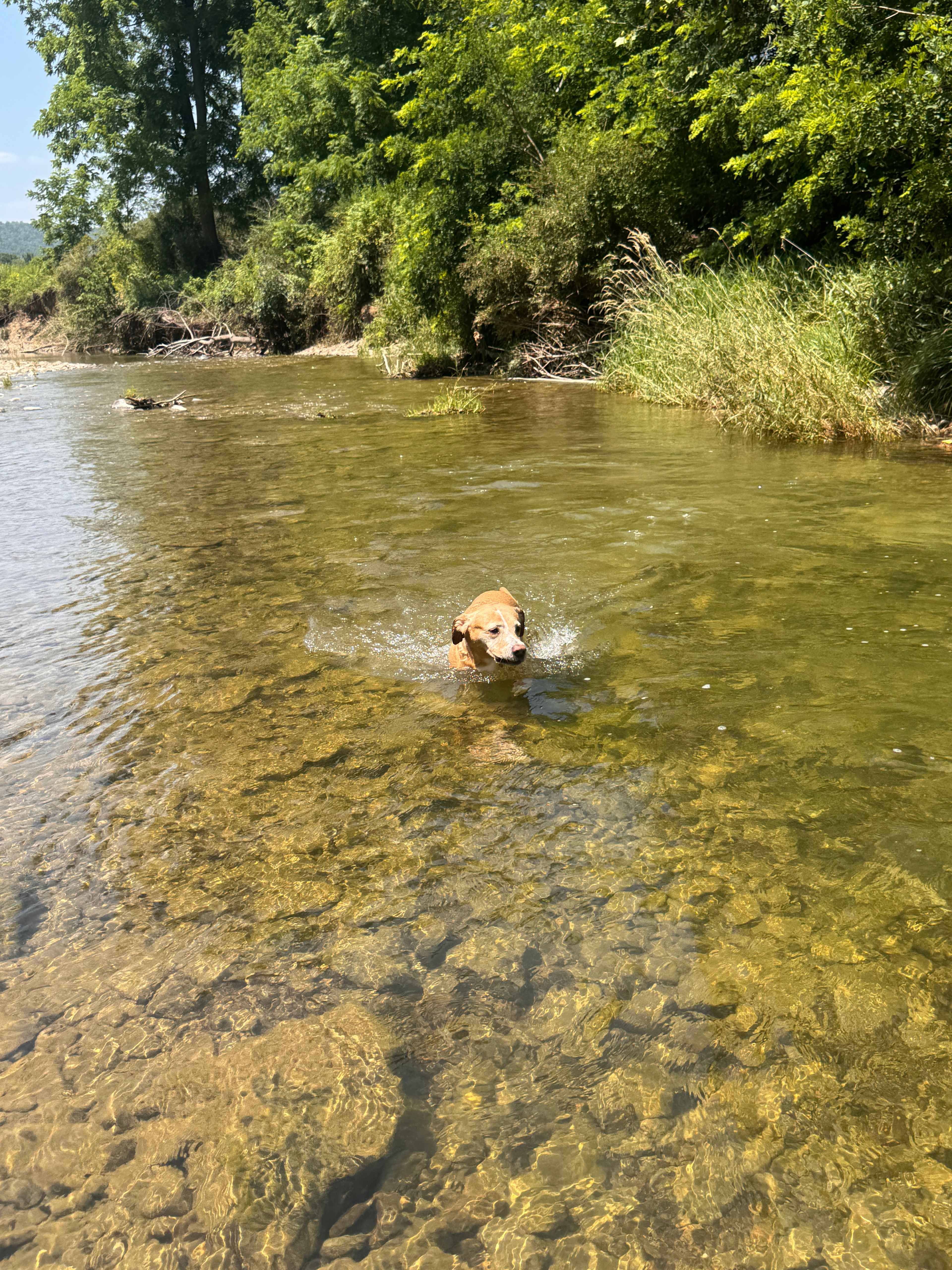 Toddy enjoying a swim 