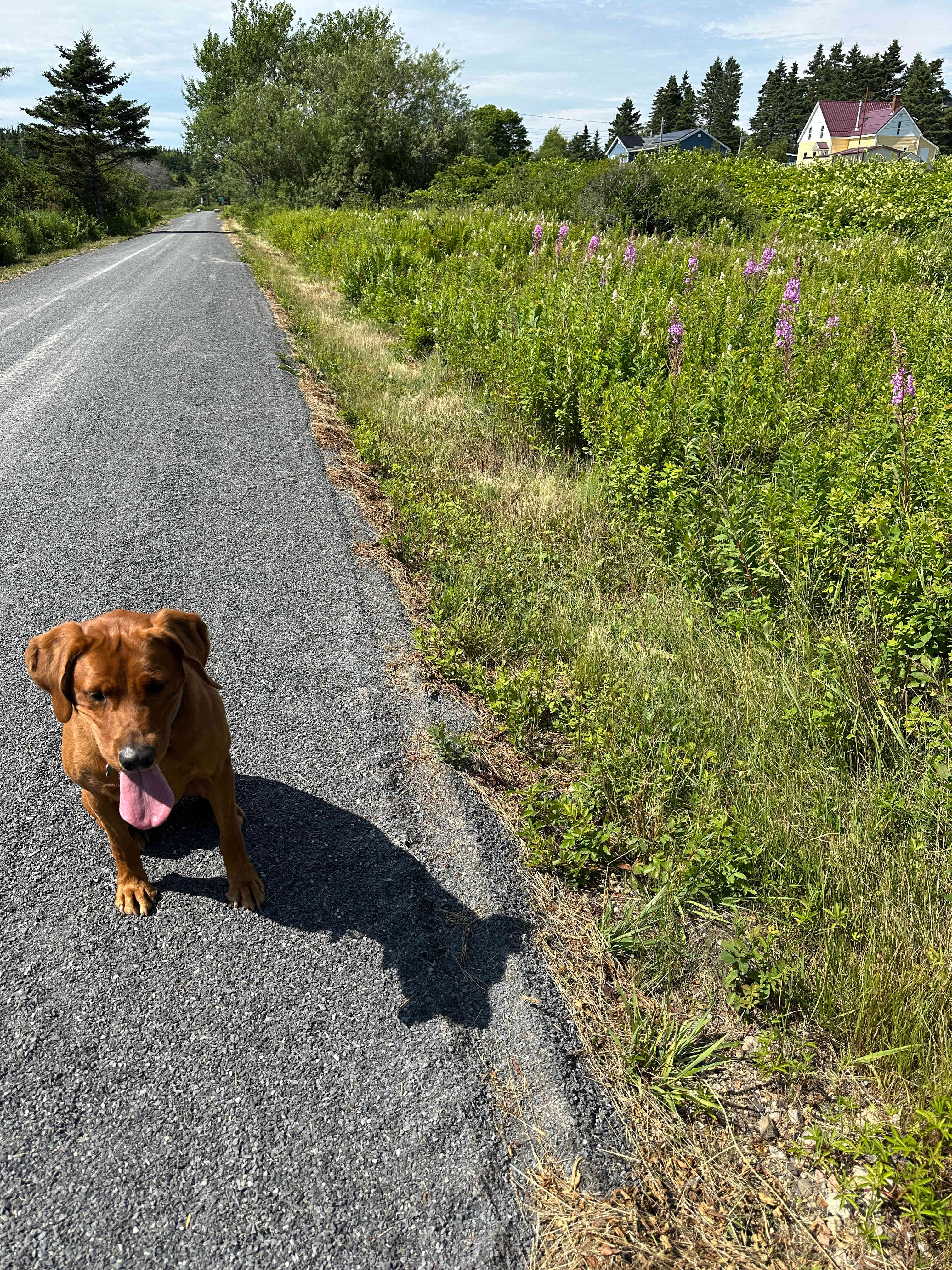 Blueberry hiking/biking trail 