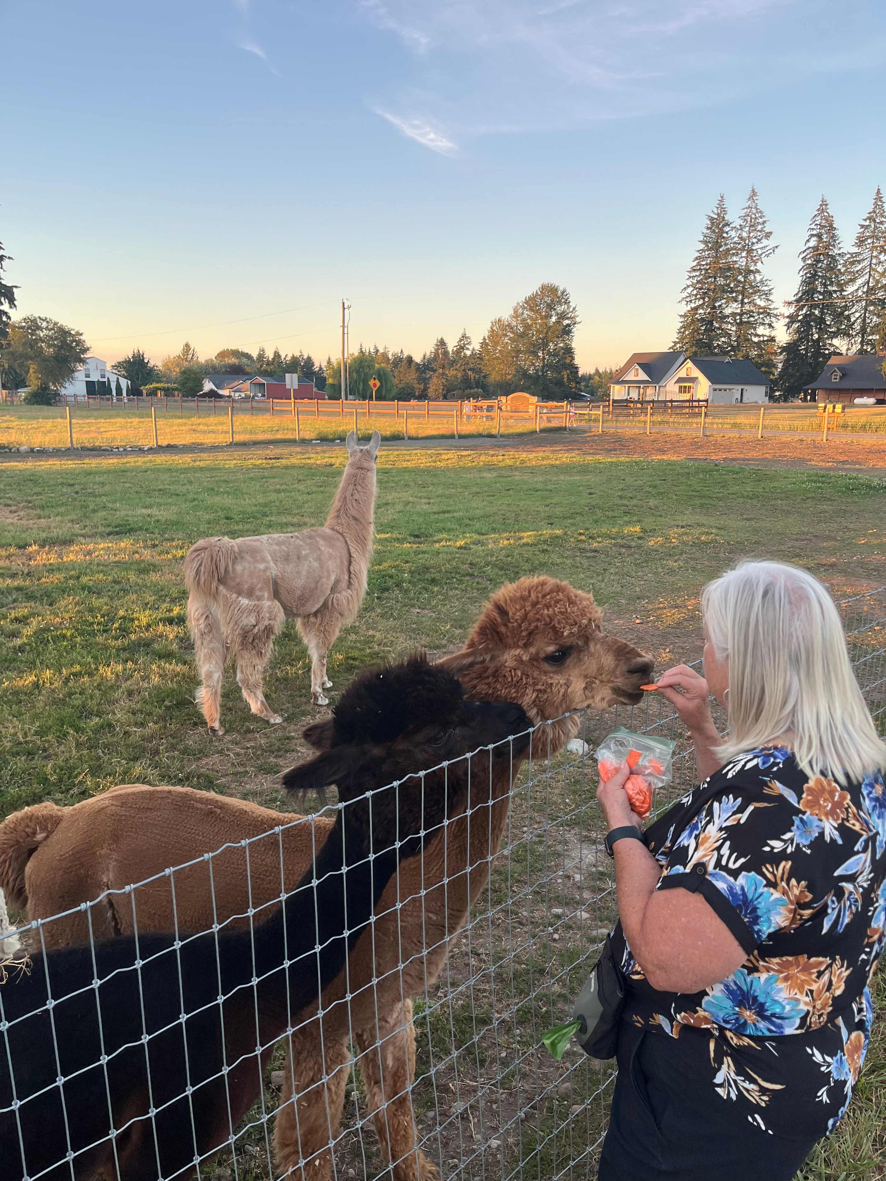 Feeding carrots to their herd