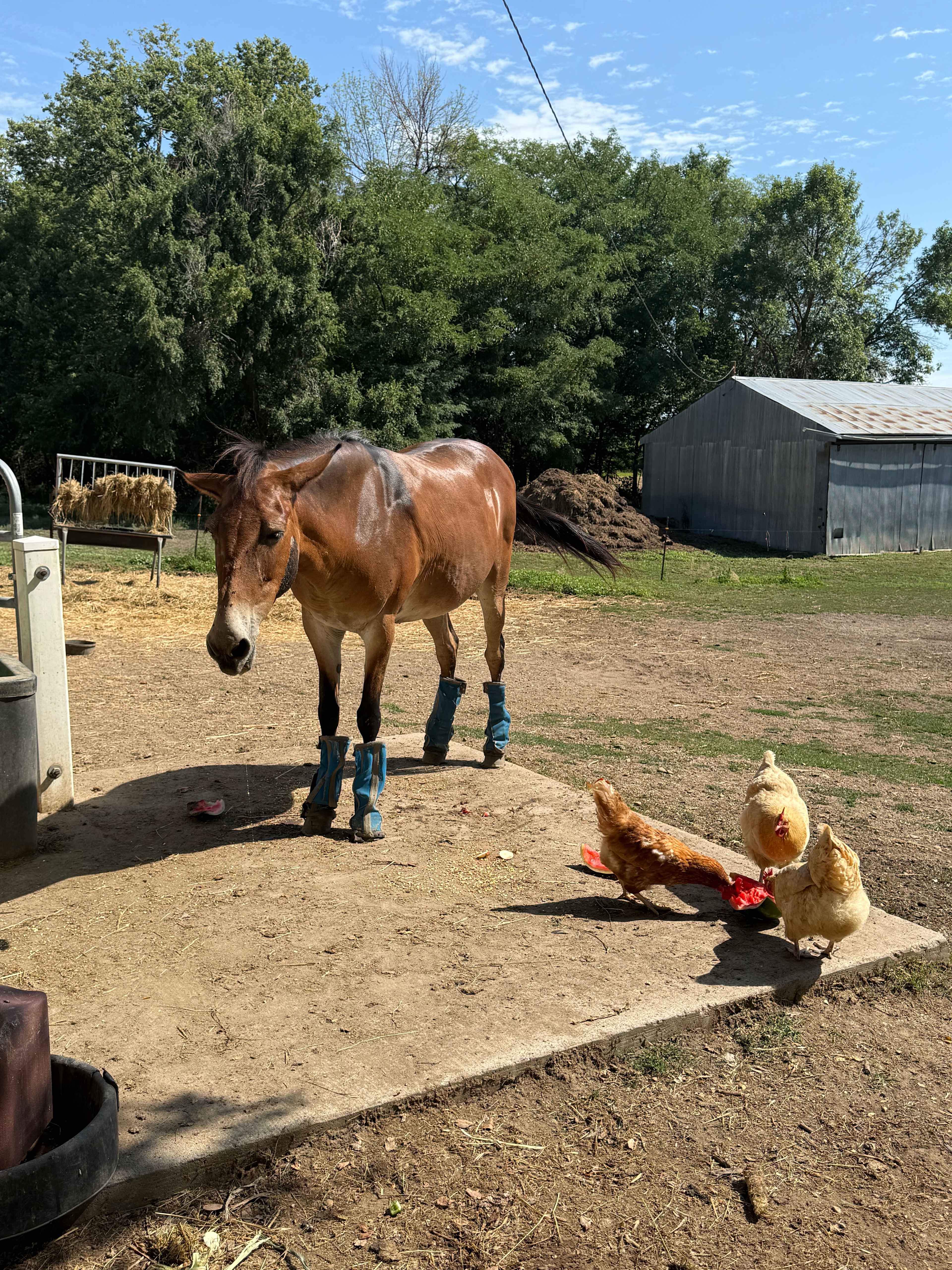 Downhome Country Farm