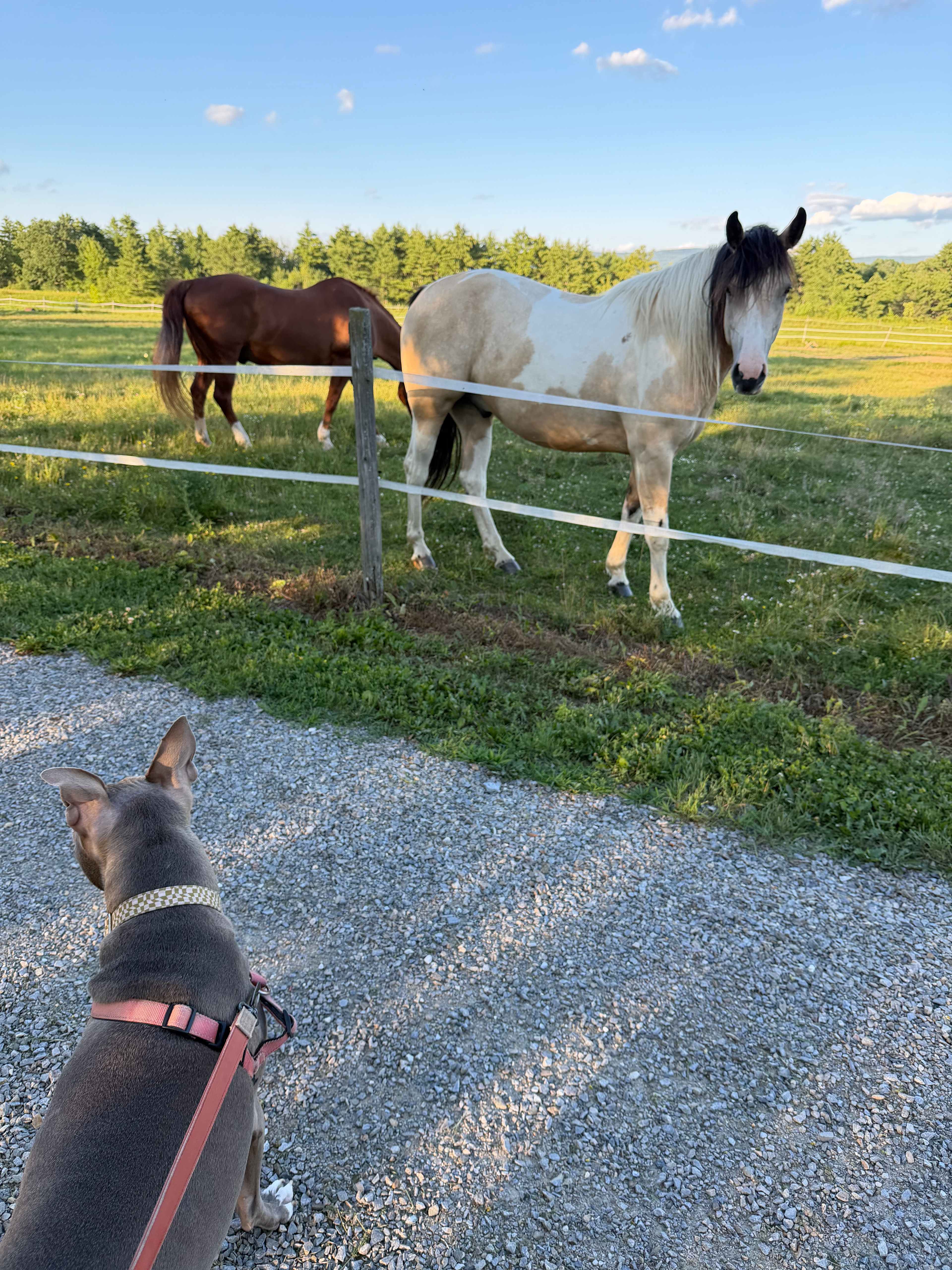 Our morning greeters and evening good nighters 