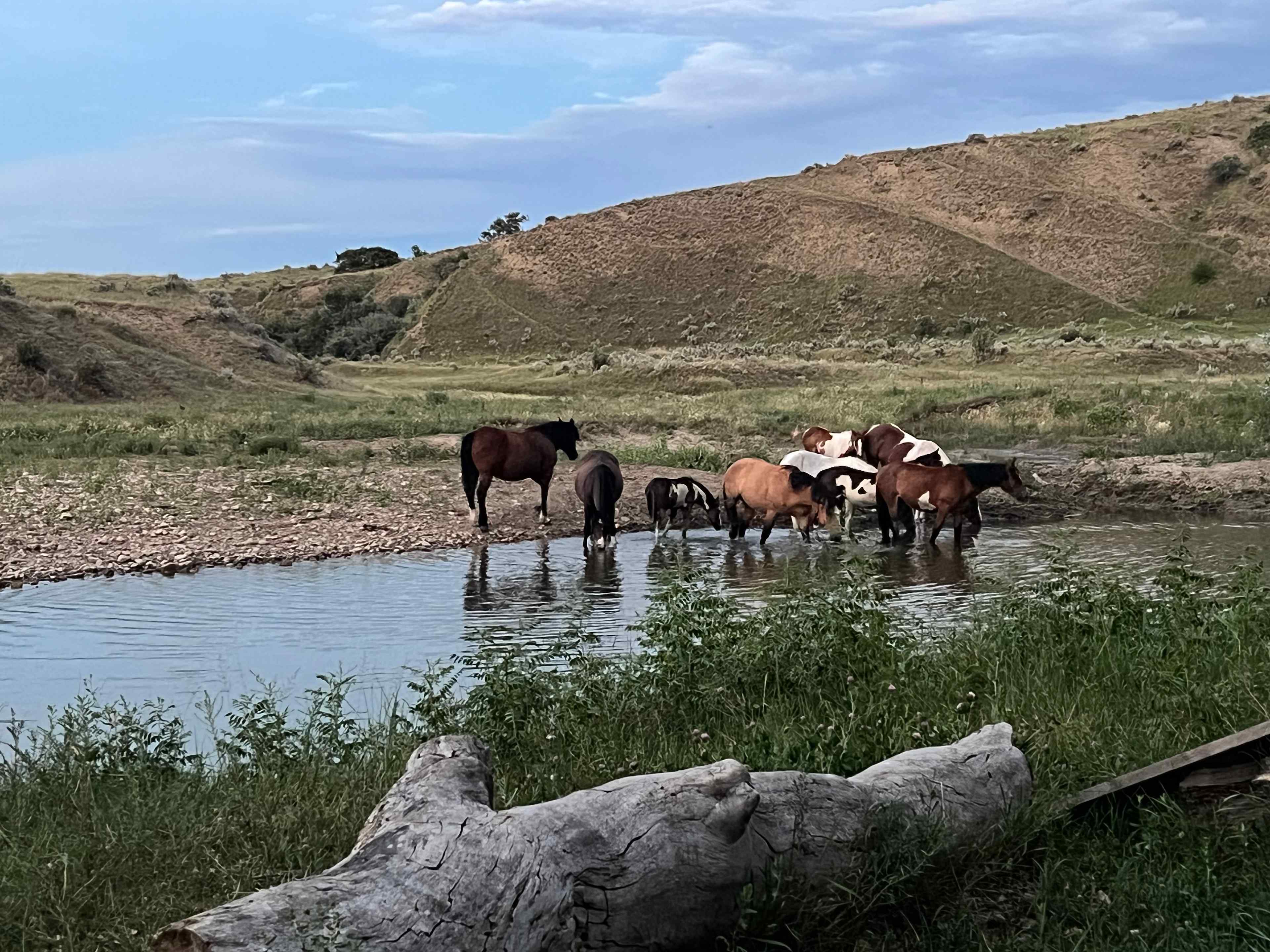 Medicine Tail Coulee Camp